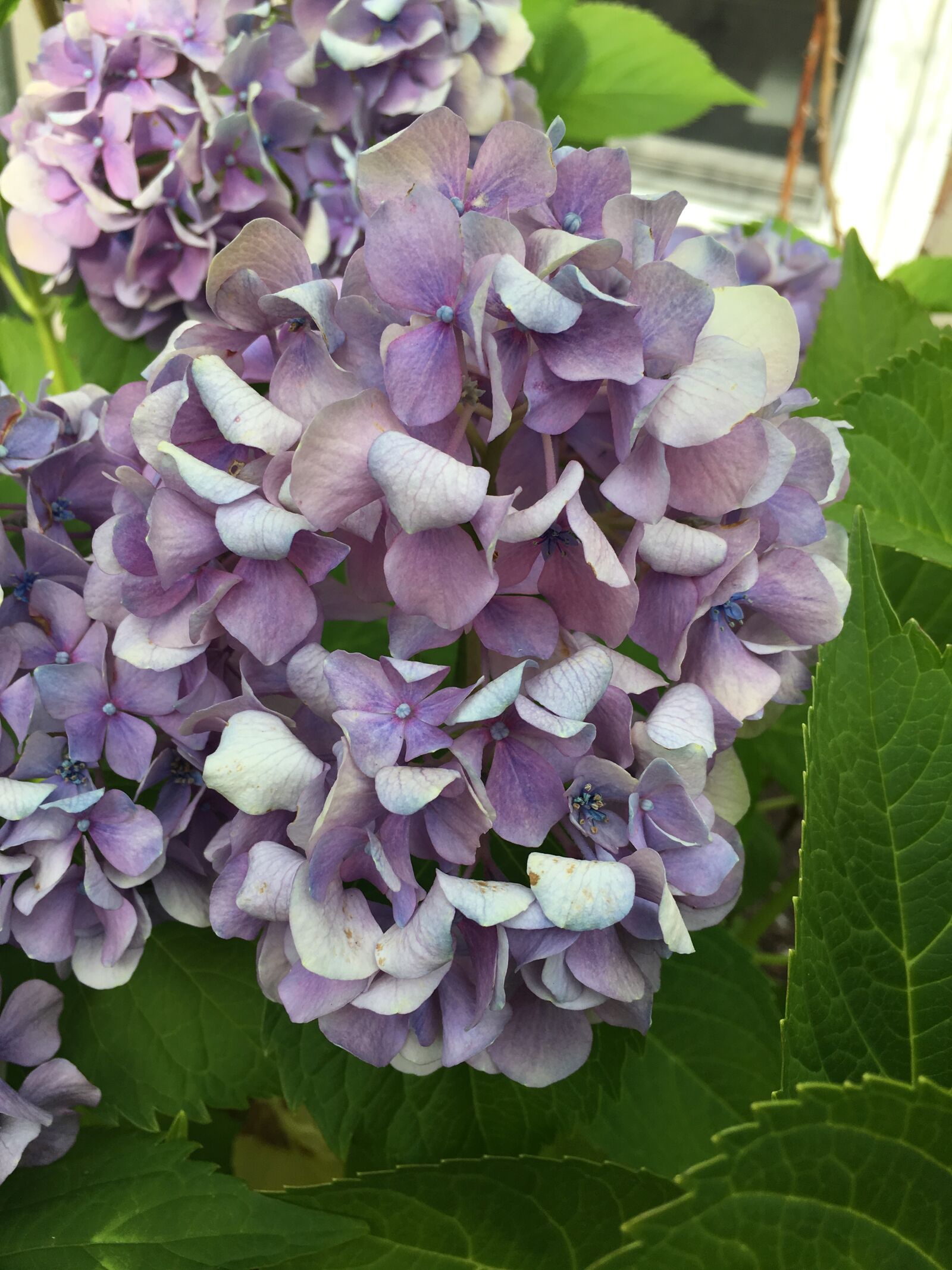 Apple iPhone 6s sample photo. Hydrangea, flower, spring photography
