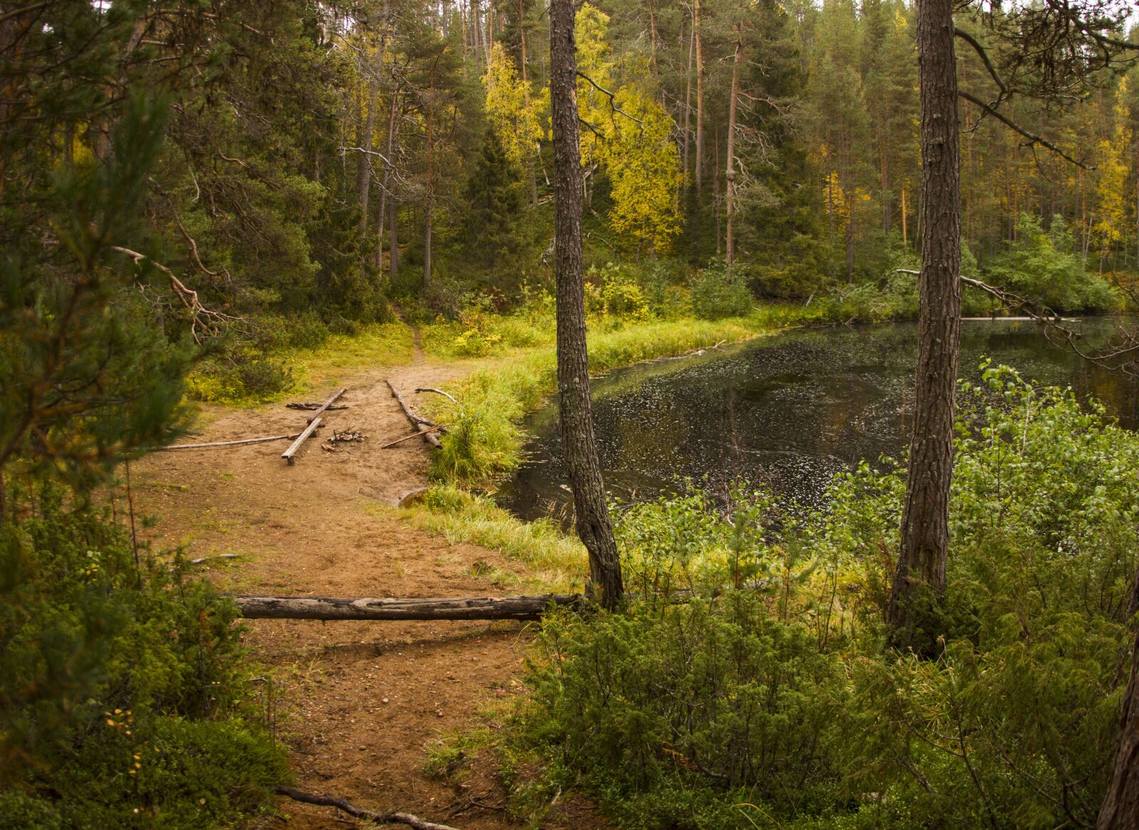 Canon EOS 7D sample photo. Forest, beach, landscape photography