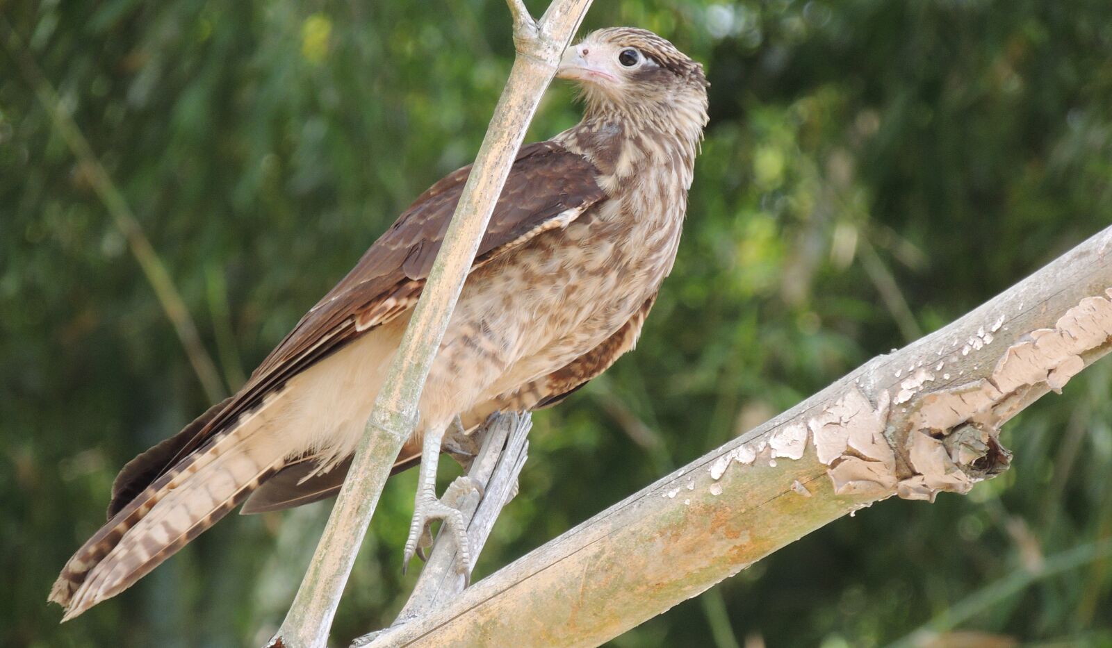 Nikon Coolpix P510 sample photo. Fauna, ave, aguilucha photography