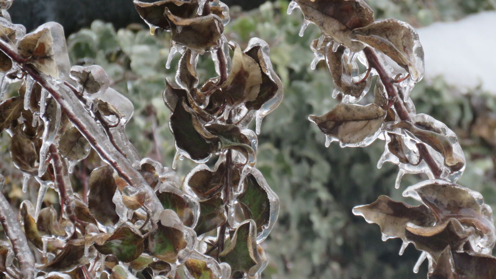 Canon PowerShot SX60 HS sample photo. Hoarfrost, winter, the ice photography