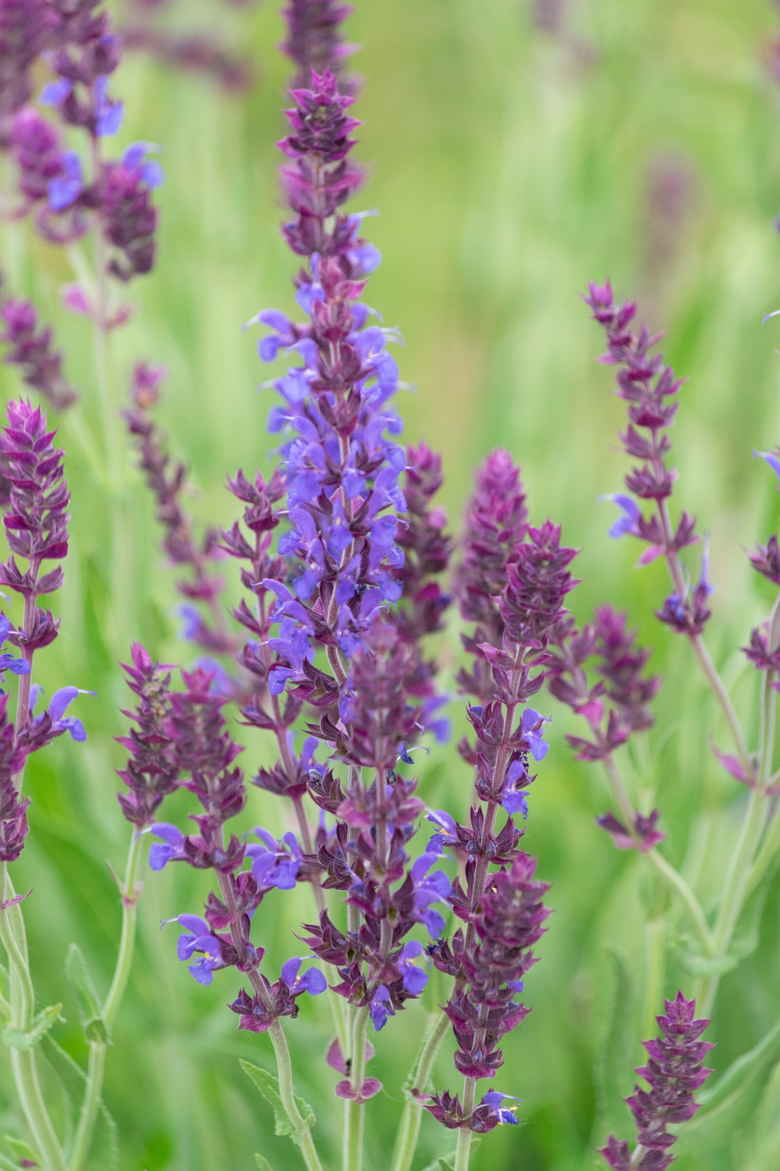 Nikon D3300 sample photo. Flower, nature, field photography