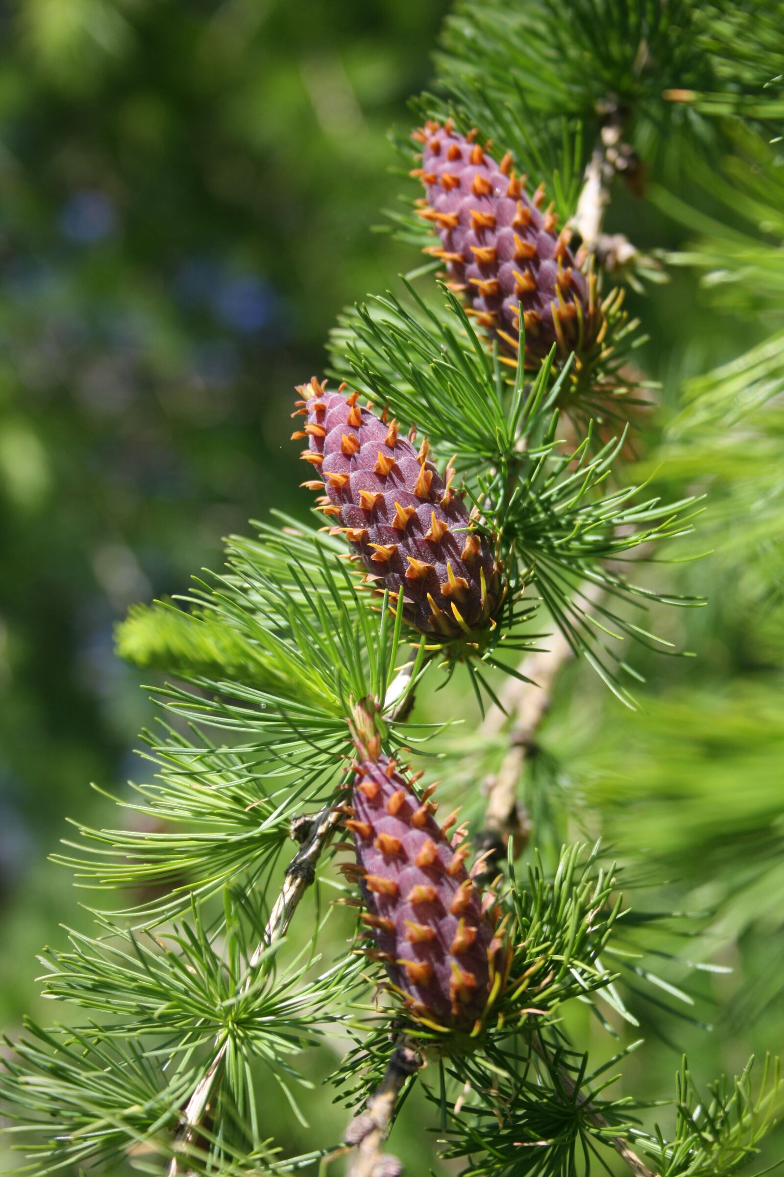 Canon EOS 1000D (EOS Digital Rebel XS / EOS Kiss F) sample photo. Tap, conifer, larch photography