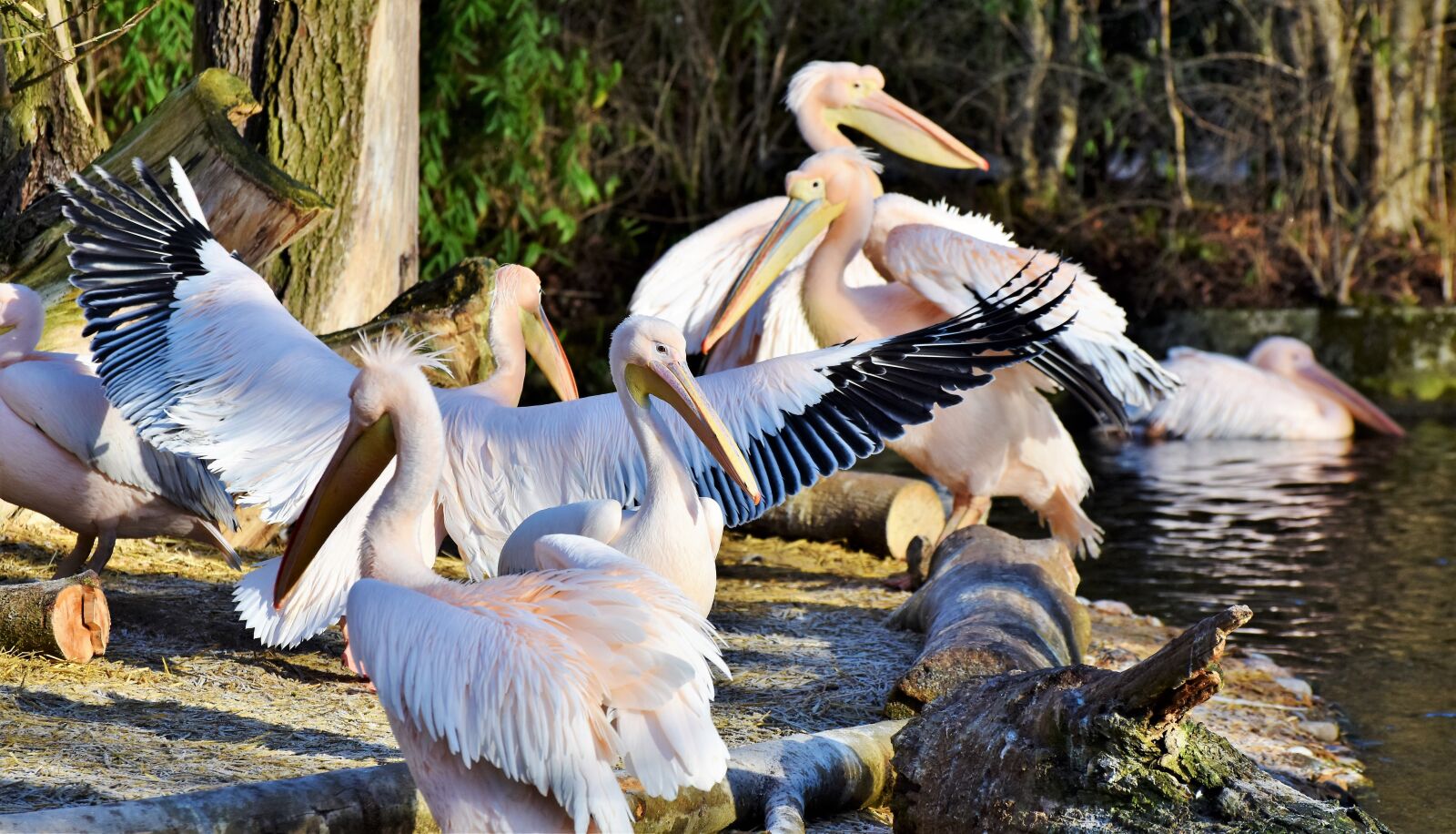 Nikon D7200 sample photo. Pelikan, water bird, pink photography