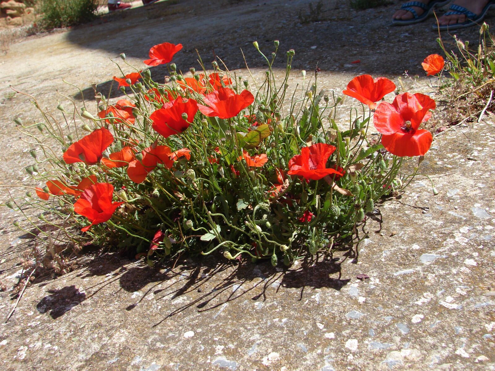 Sony DSC-H2 sample photo. Poppies, makronissos, exile photography