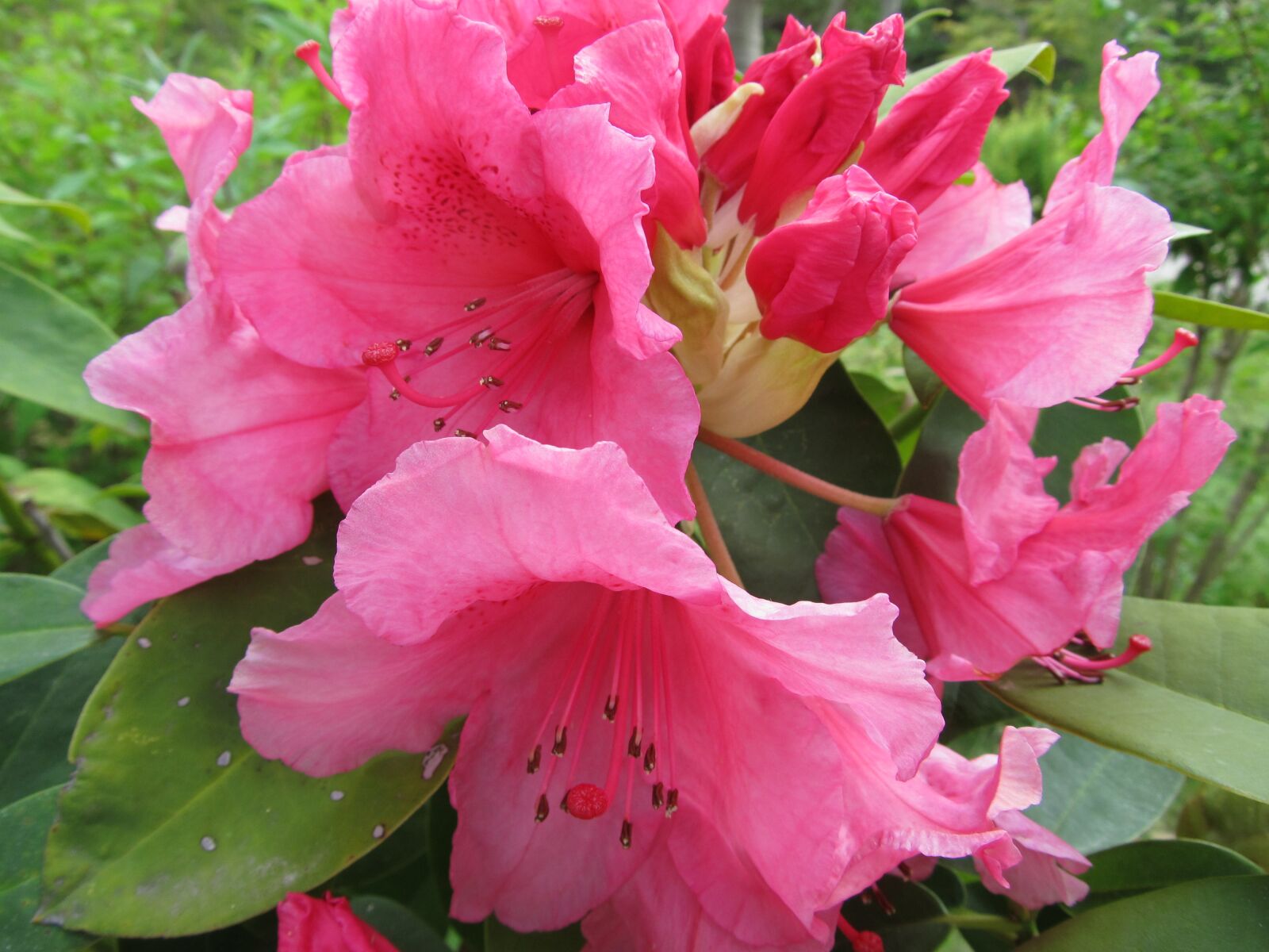 Canon PowerShot SX130 IS sample photo. Flowers, spring, pink photography