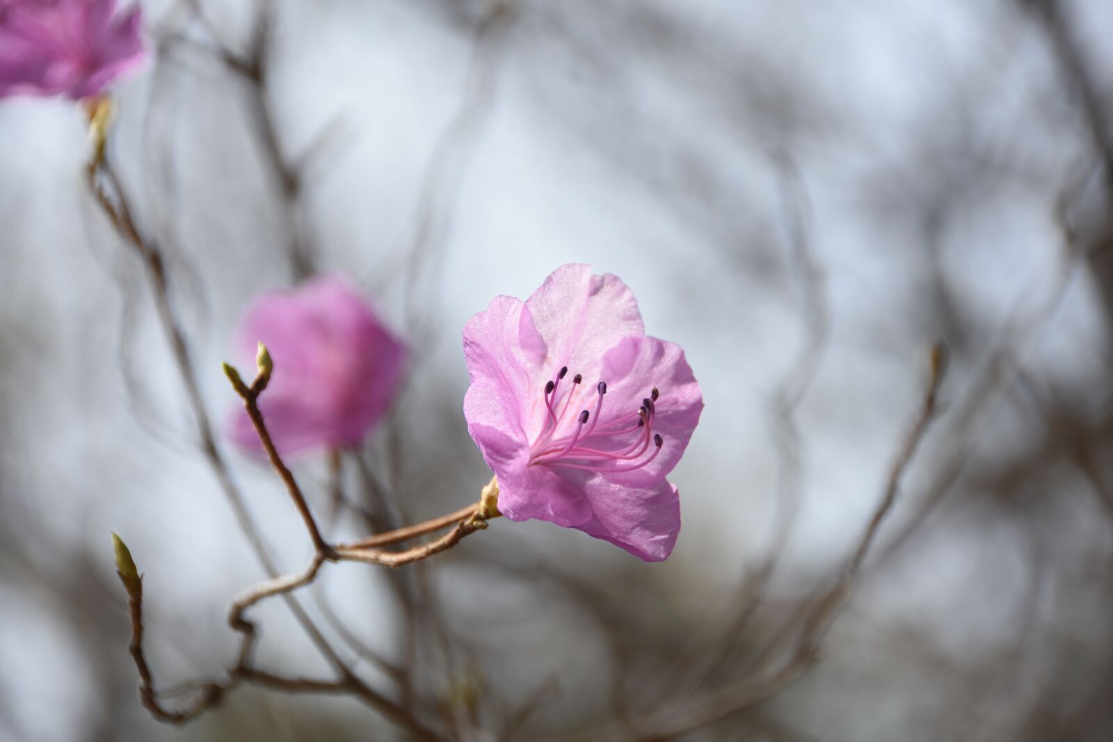 Nikon D7200 sample photo. Spring, flowers, beauty photography
