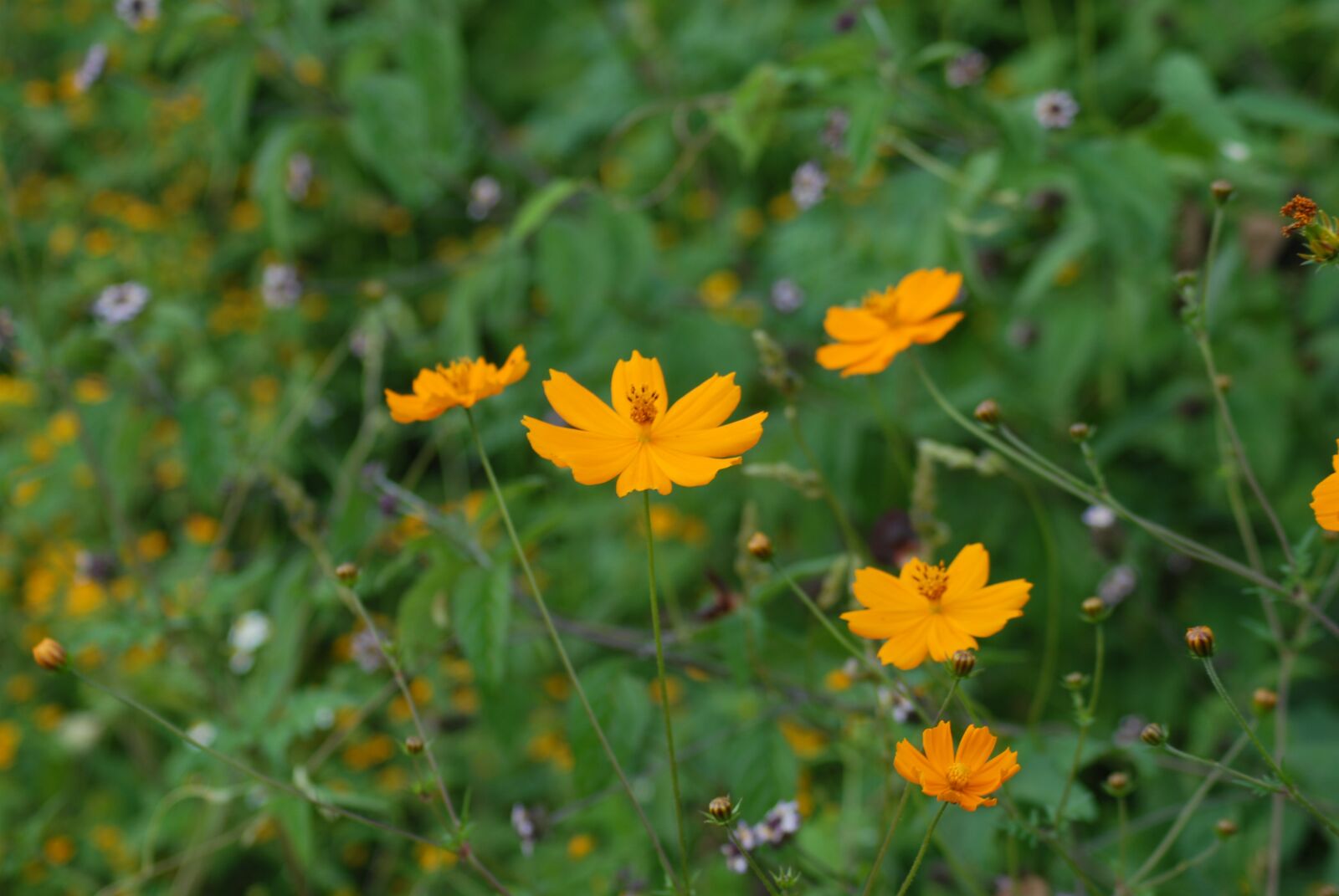 Nikon D200 sample photo. Scorpion regional, flowers, wild photography
