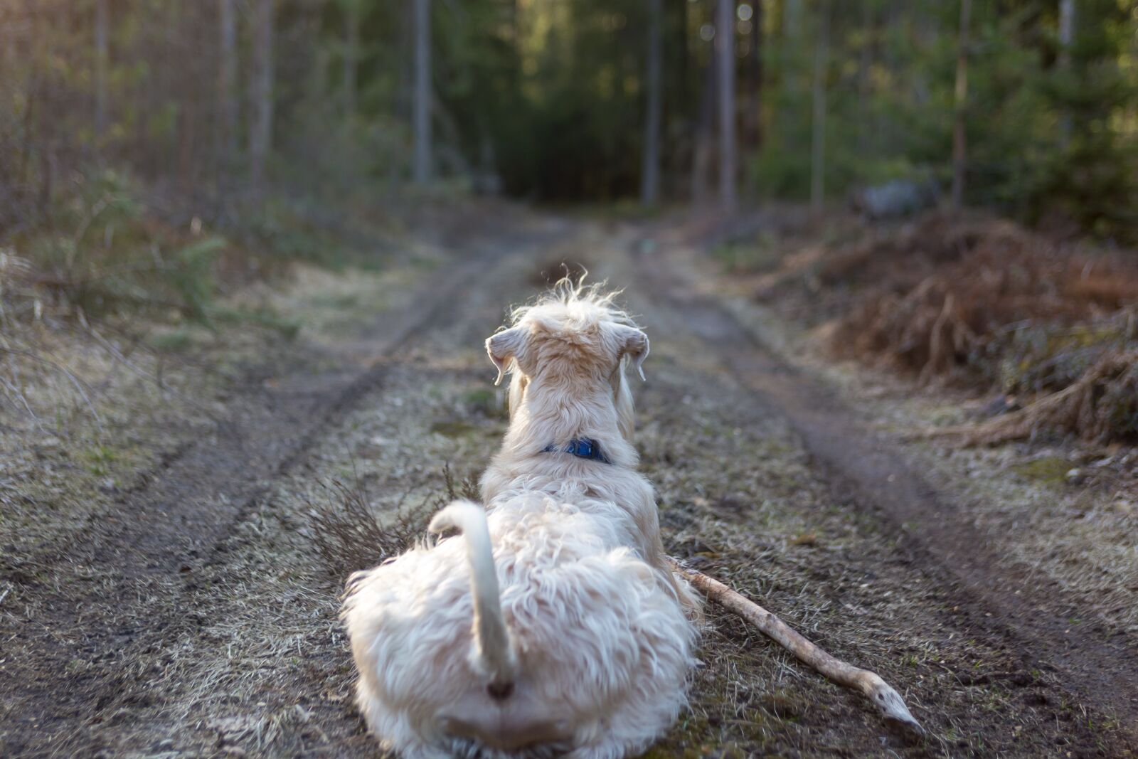 EF28-70mm f/2.8L USM sample photo. Dog, animal, laying photography