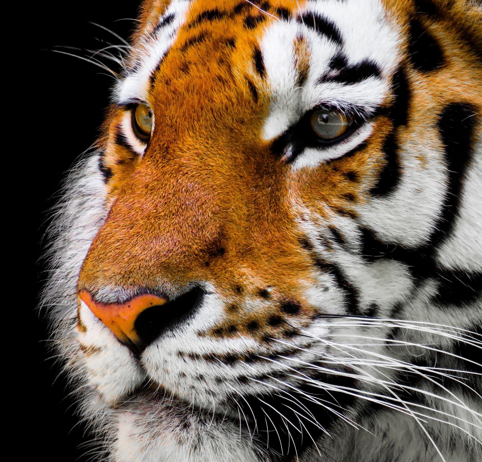 Canon PowerShot SX710 HS sample photo. Animal, tiger, big cat photography