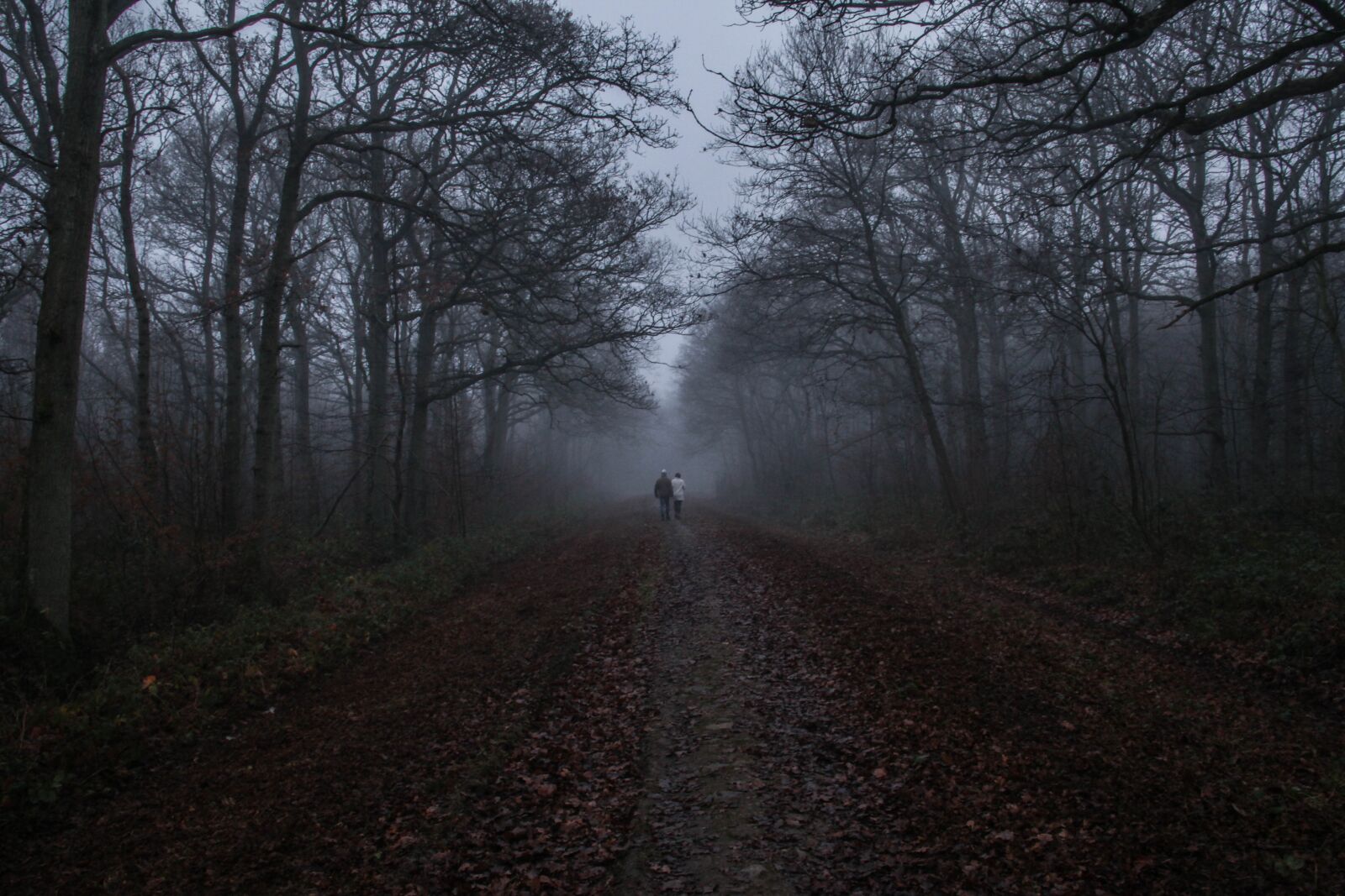 Canon EF 28-135mm F3.5-5.6 IS USM sample photo. Woodland, fog, nature photography