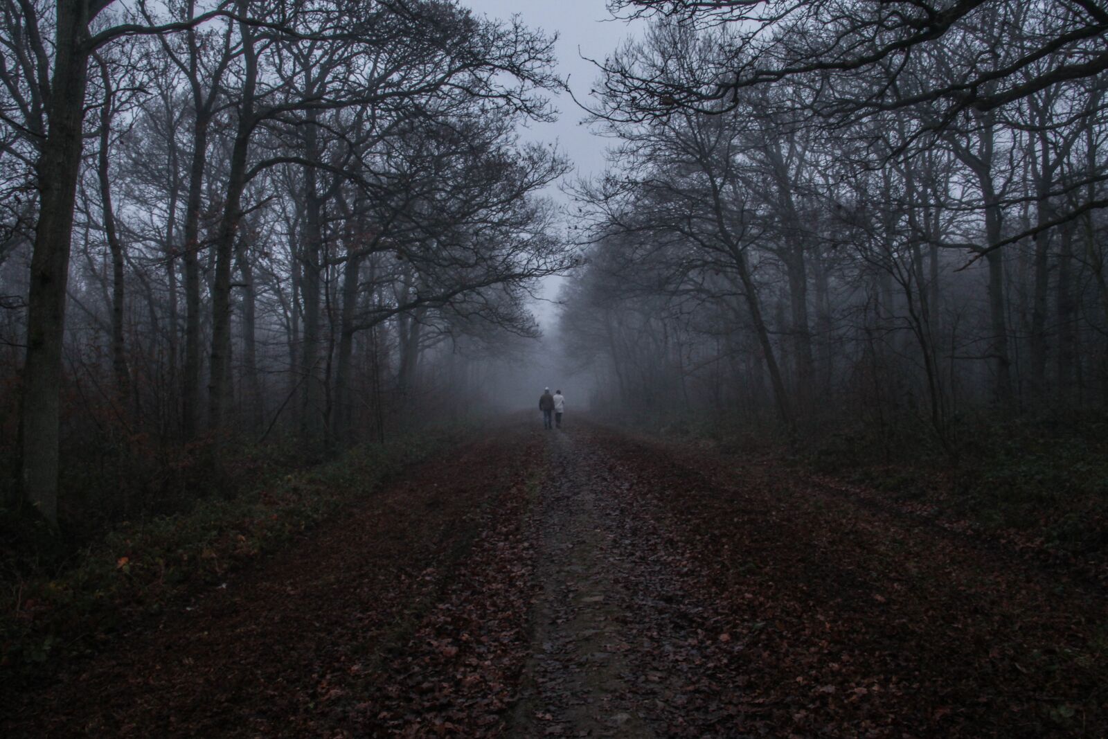 Canon EOS 5D Mark II + Canon EF 28-135mm F3.5-5.6 IS USM sample photo. Woodland, fog, nature photography