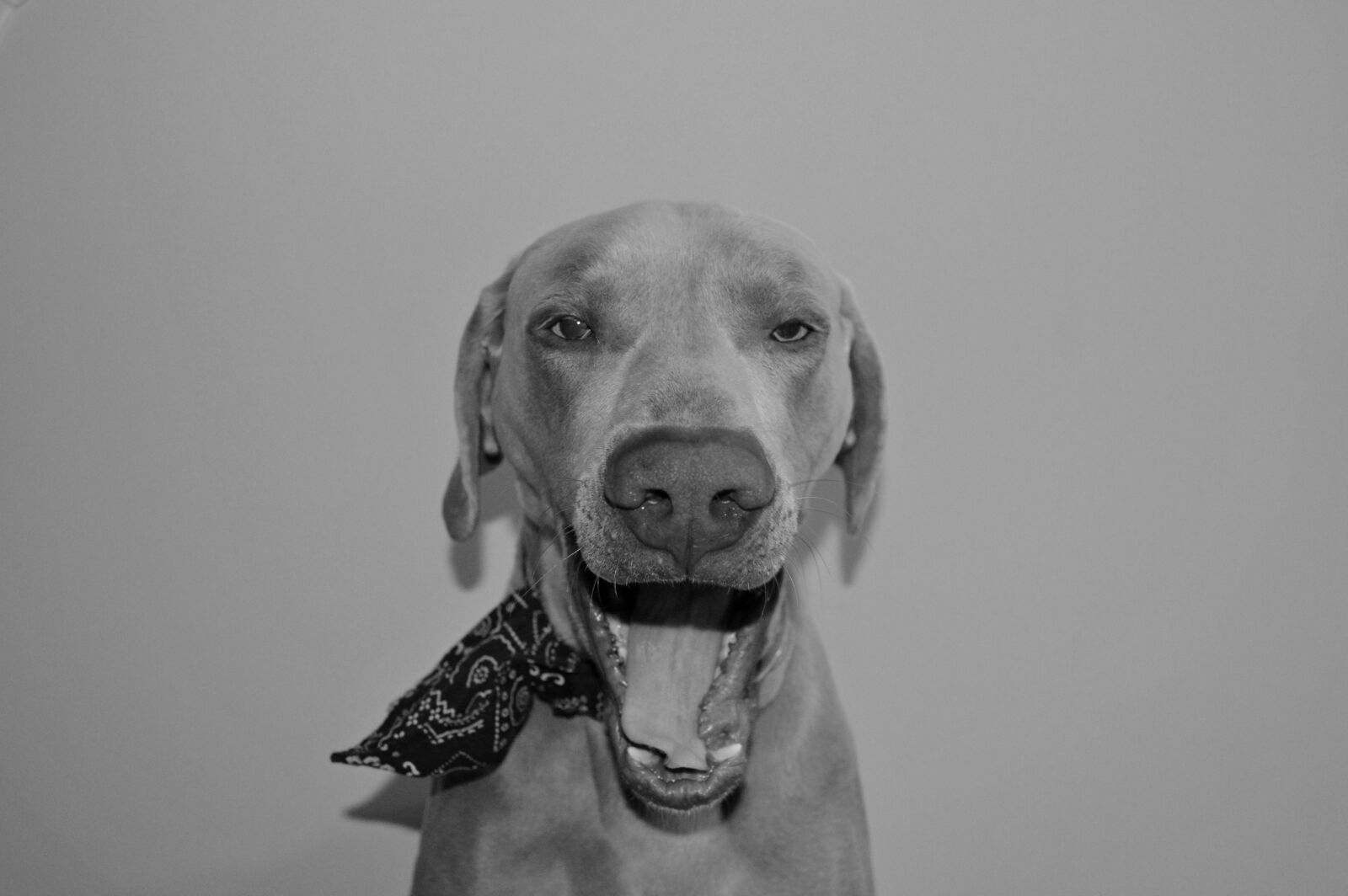 Nikon D3200 sample photo. Dog, portrait, canine photography