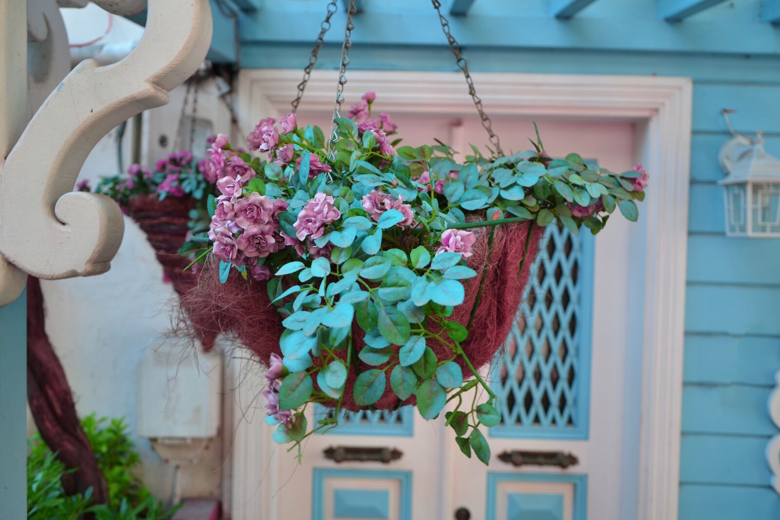 Nikon D7000 sample photo. Flower, flowerpot, plant photography