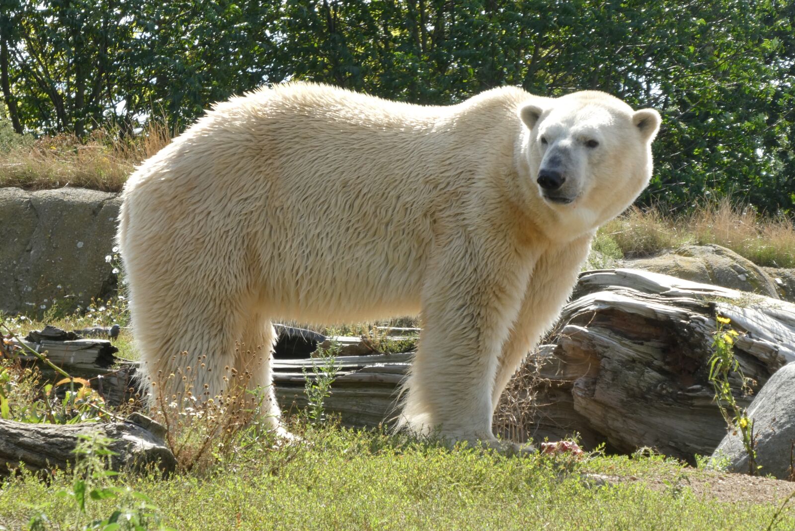 Panasonic Lumix DC-ZS70 (Lumix DC-TZ90) sample photo. Polar bear, zoo, predator photography