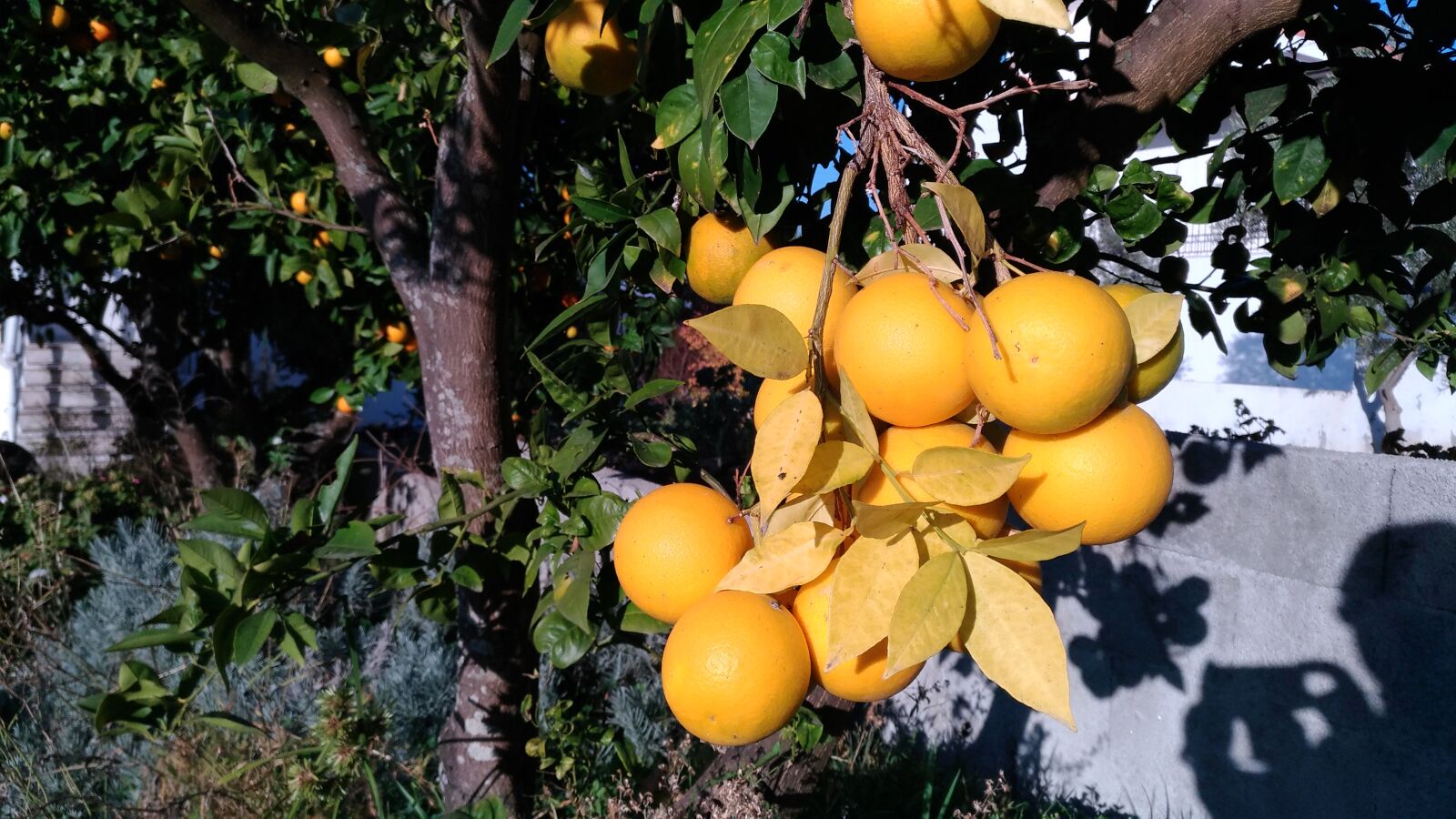 ASUS ZenFone 3 (ZE520KL) sample photo. Fruta, laranjas, laranjeira, oranjes photography