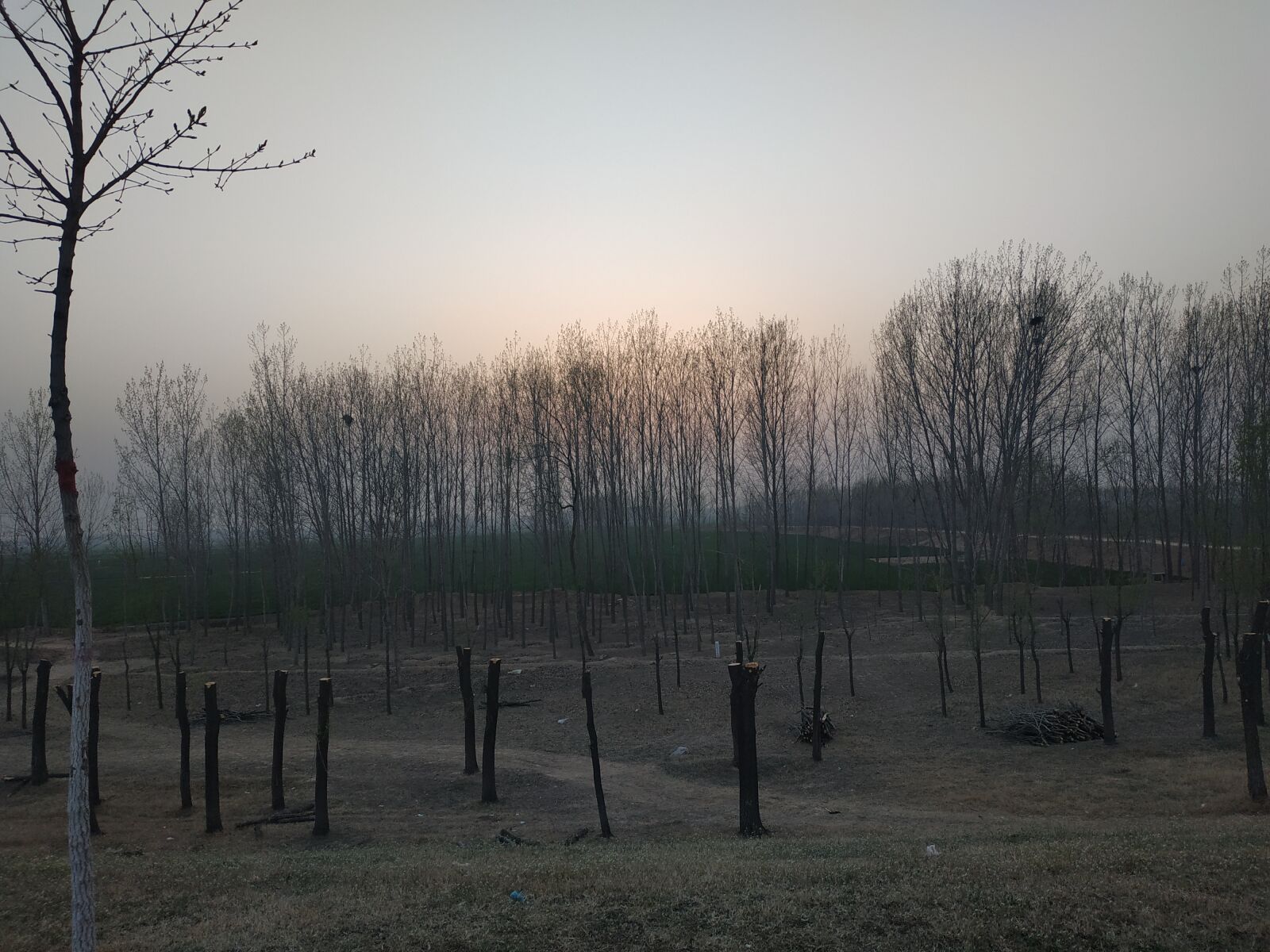 Xiaomi Redmi Note 5 sample photo. Grove, beach, at dusk photography
