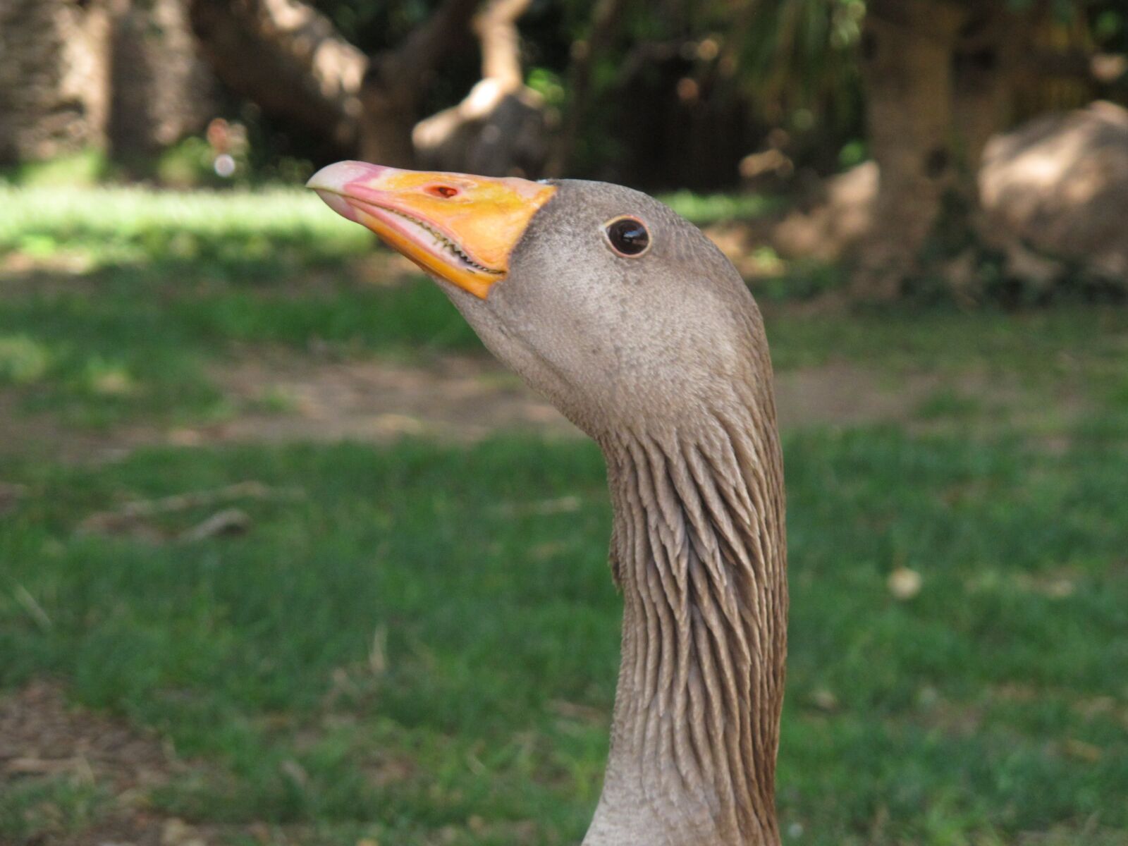 Canon PowerShot G12 sample photo. Duck, waterfowl, animal photography