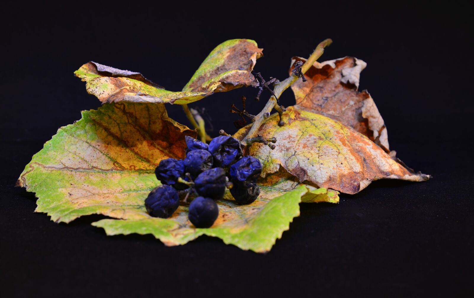 Nikon D610 sample photo. Autumn, composition, nature photography
