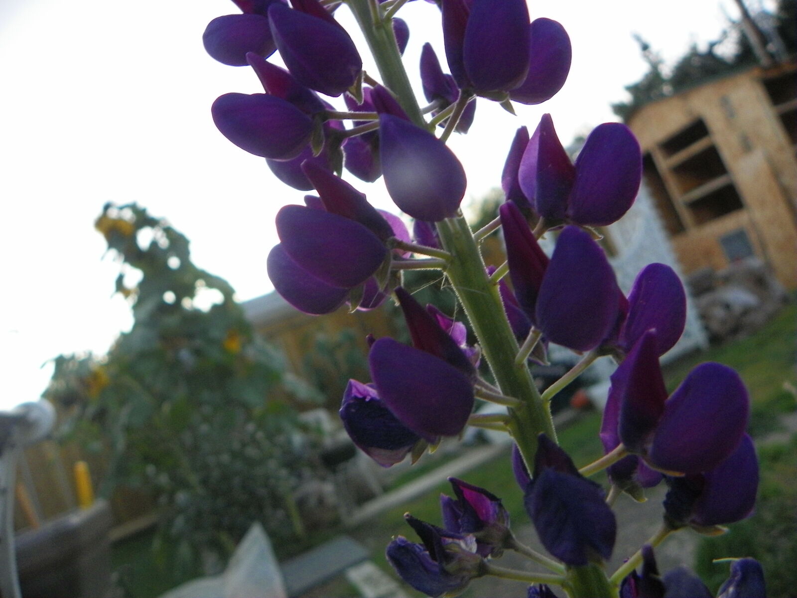 Kodak EasyShare Z981 sample photo