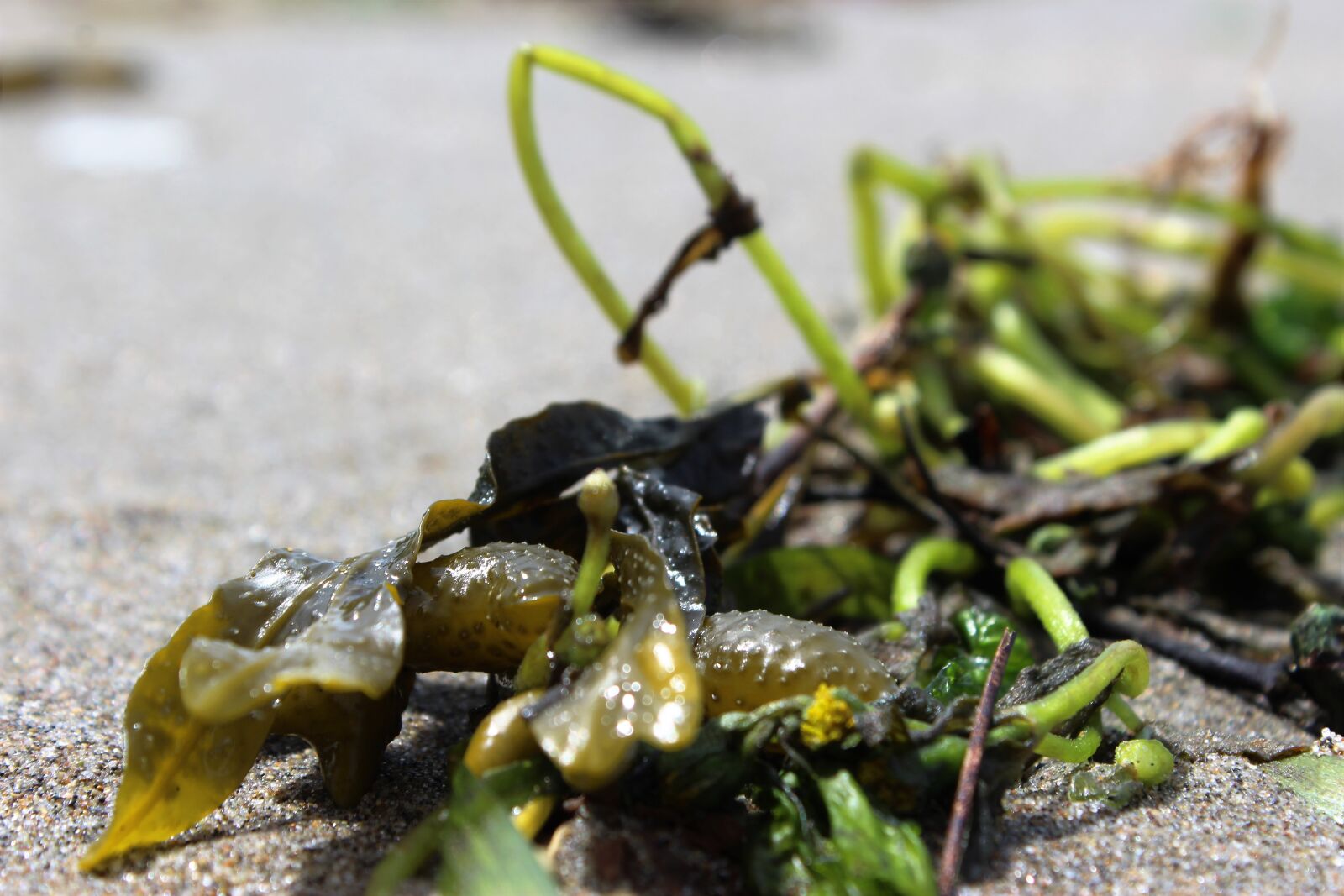 Canon EOS 1200D (EOS Rebel T5 / EOS Kiss X70 / EOS Hi) sample photo. Beach, sand, seaweed photography