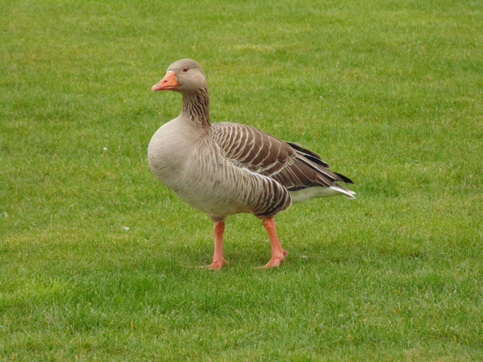 Sony Cyber-shot DSC-H200 sample photo. Goose, grass, nature photography