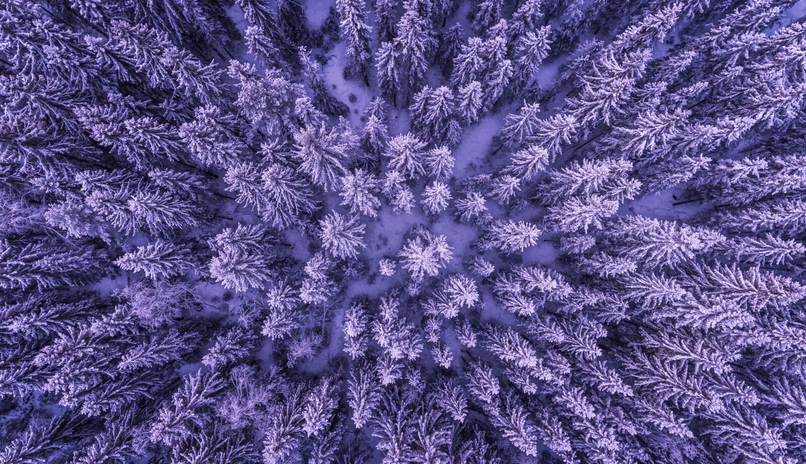 DJI FC330 sample photo. Aerial, shot, of, forest photography