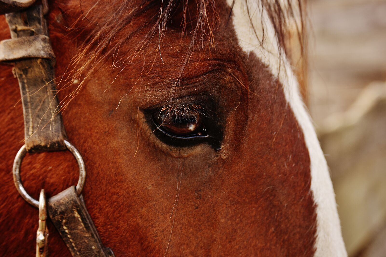 Nikon D7200 sample photo. Shire horse, horse, big photography