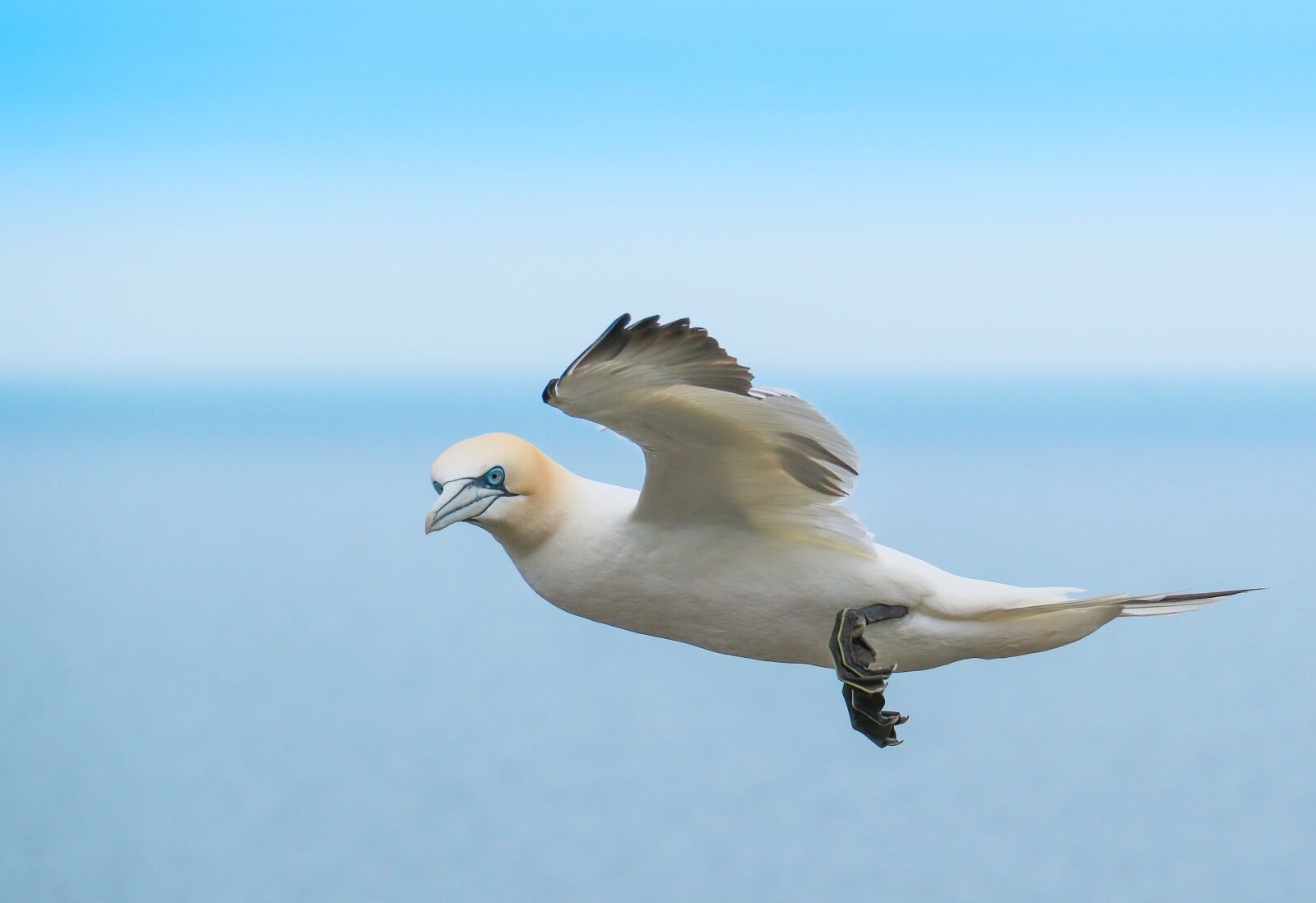 Canon EOS 7D Mark II sample photo. Gannett, bird in flight photography
