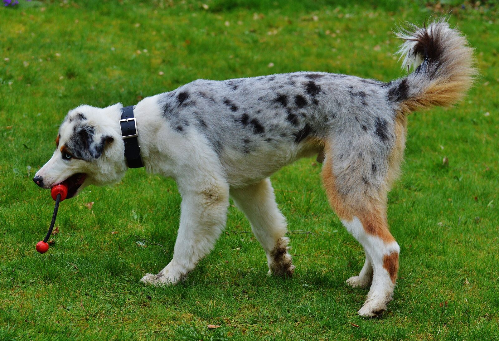Nikon D3200 sample photo. Dog, play, meadow photography