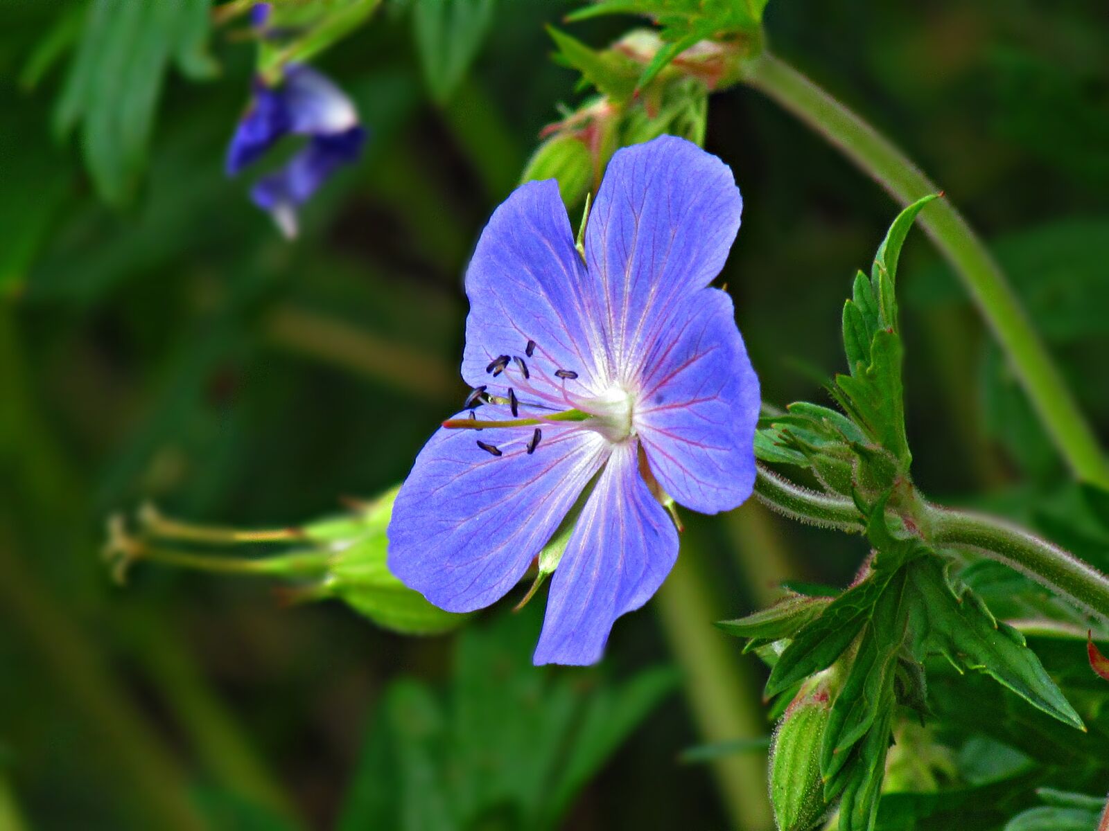 Canon PowerShot SX30 IS sample photo. Flower, grasshopper, plant photography