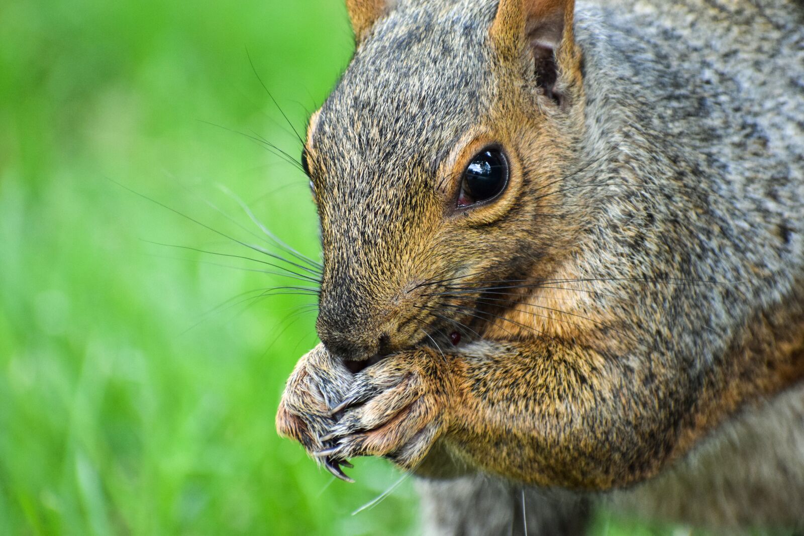 Nikon D5300 sample photo. Squirrel, tree, wood photography