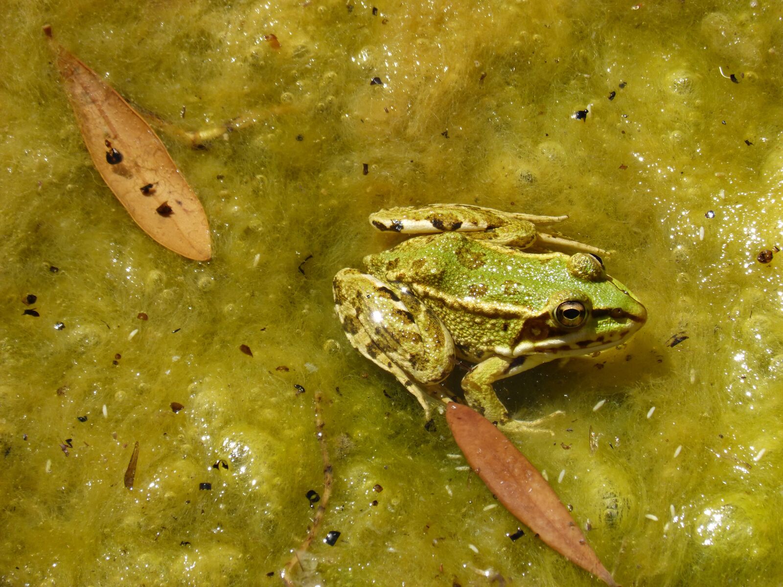 Panasonic DMC-FZ62 sample photo. Frog, green frog, pond photography