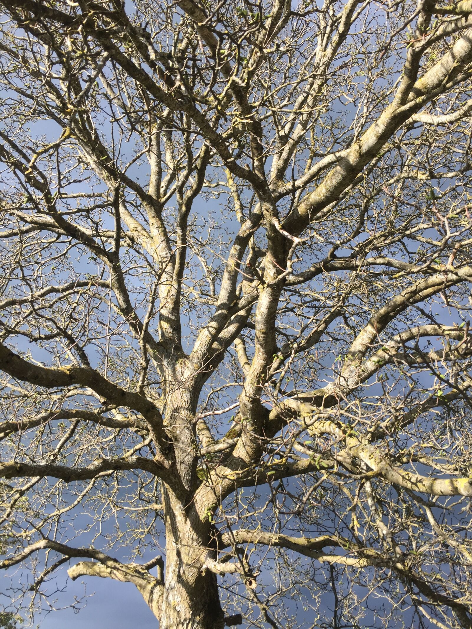 Apple iPhone 6 sample photo. Tree, branch, wood photography
