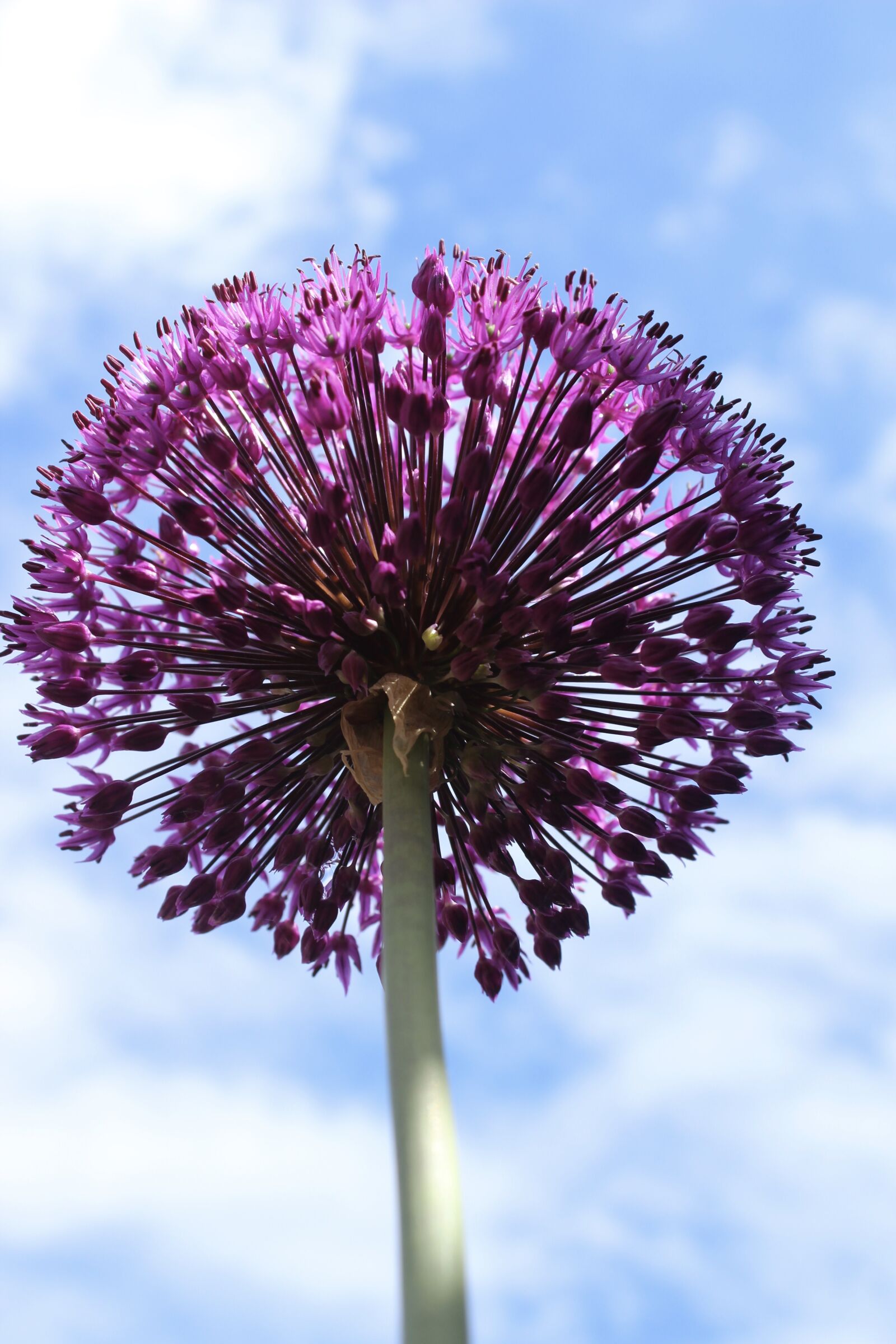 Canon EOS 1300D (EOS Rebel T6 / EOS Kiss X80) sample photo. Allium, flower, botanical photography