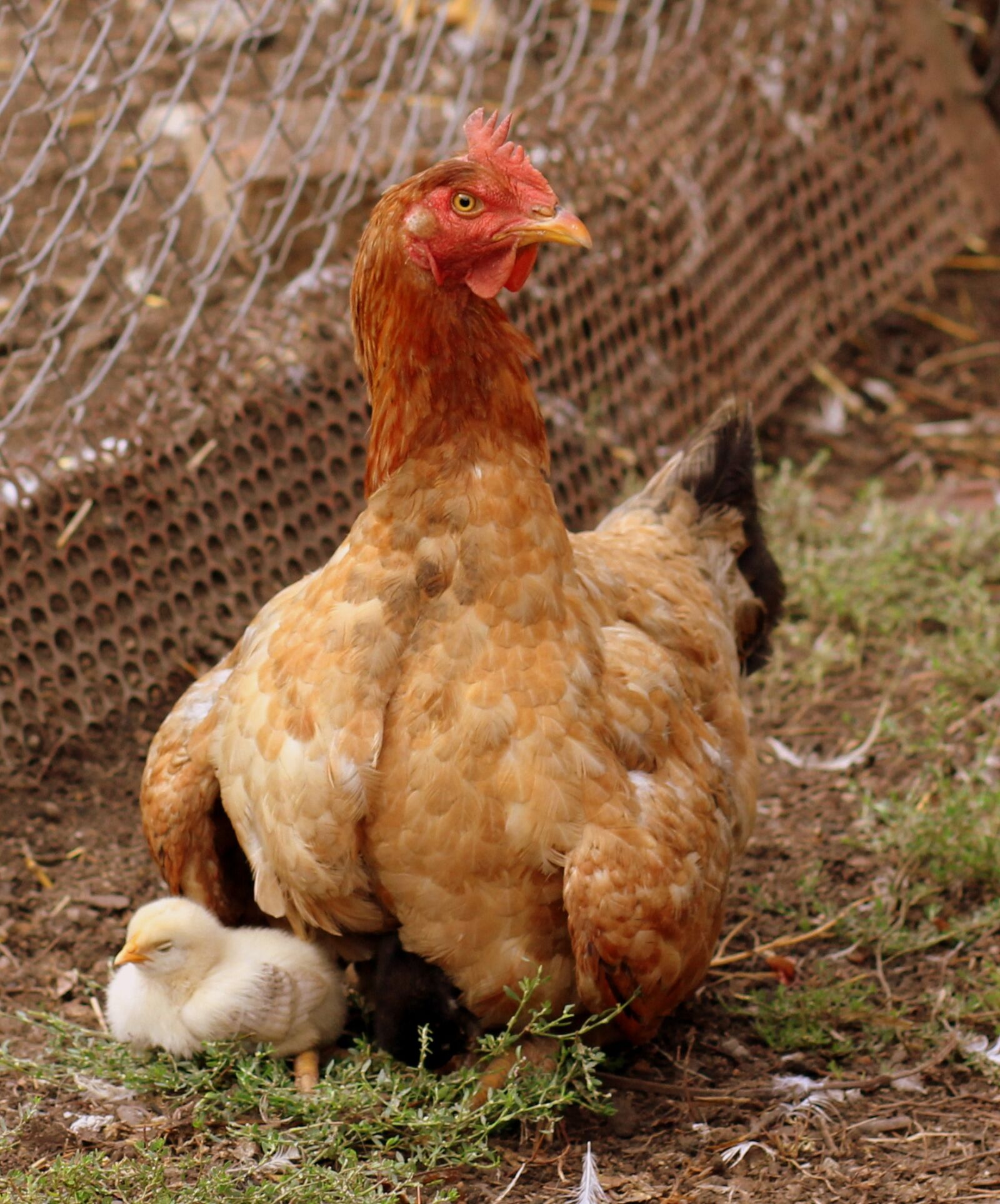 Canon EOS 700D (EOS Rebel T5i / EOS Kiss X7i) + Canon EF 85mm F1.8 USM sample photo. Gaina, chicken, mom photography