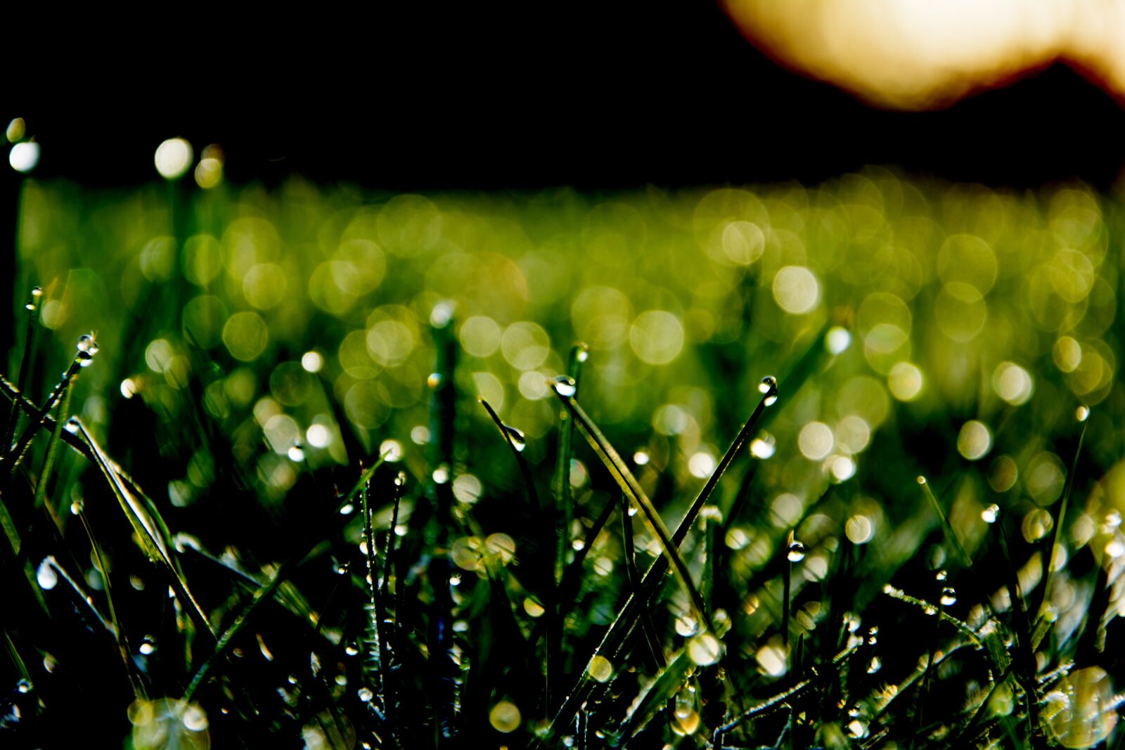 Nikon D5200 sample photo. Game grass, green, bokeh photography