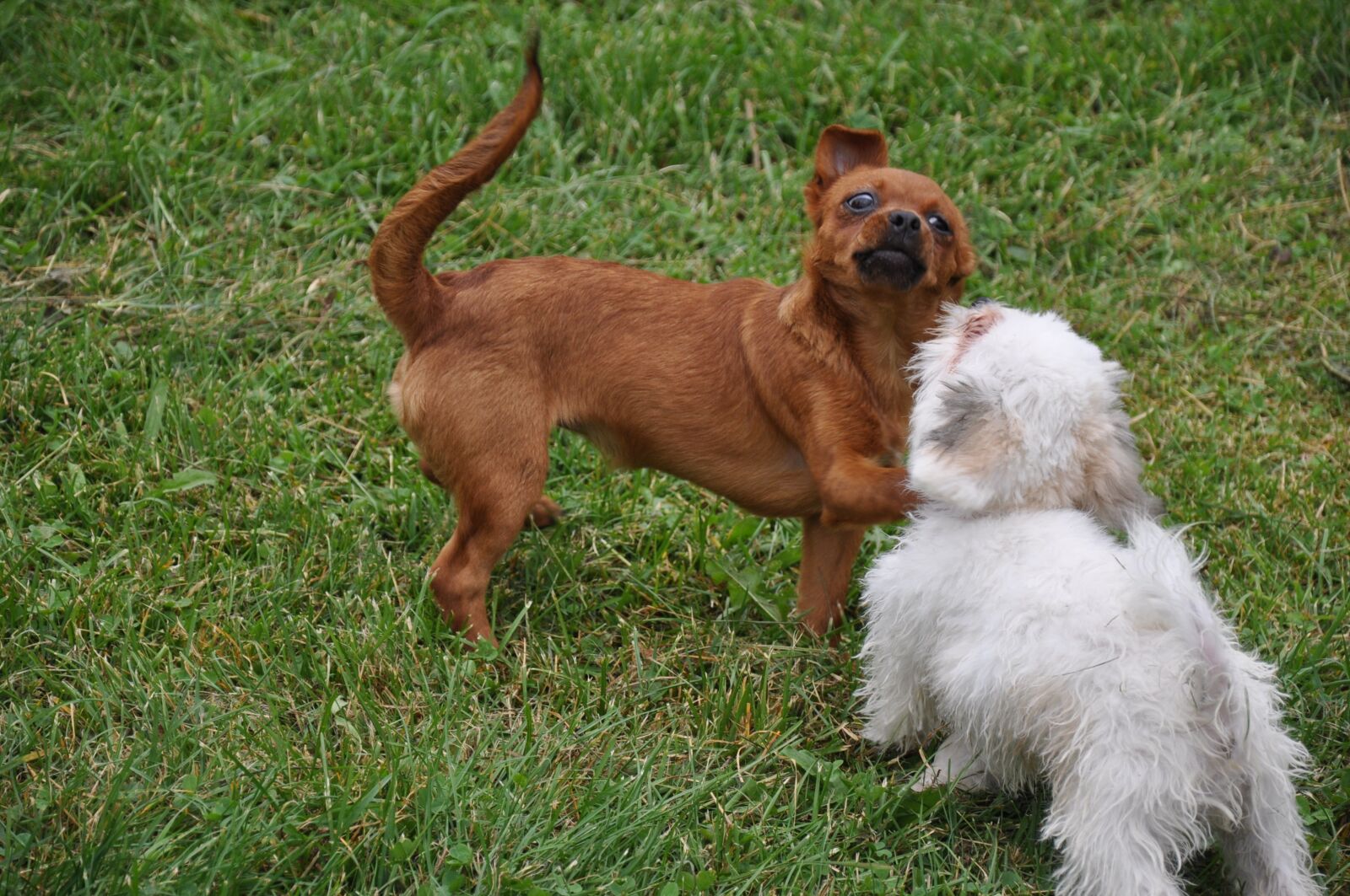 Nikon D90 sample photo. Dogs, get to know photography