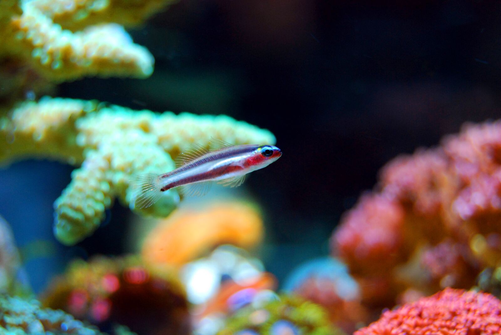Nikon D40X sample photo. Fish, coral, reef photography