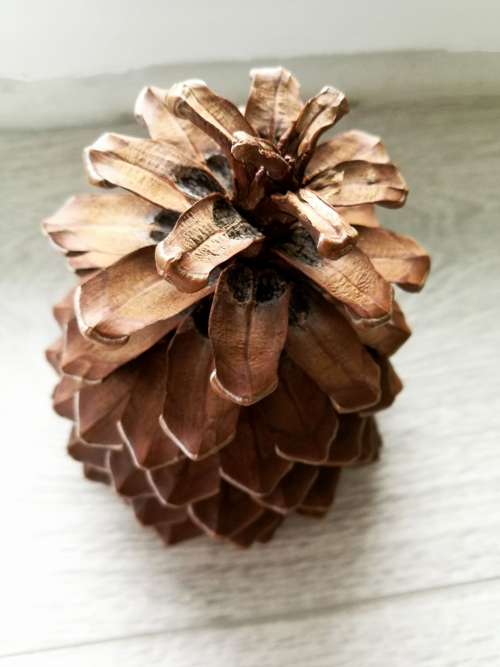 HUAWEI P9 sample photo. Pine cone, macro, round photography