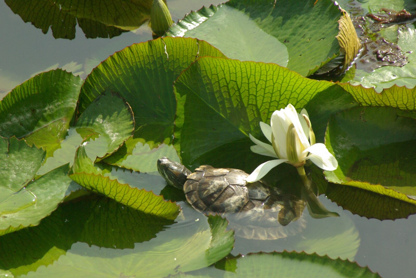 Pentax K10D sample photo. Turtle, lily pad, lake photography