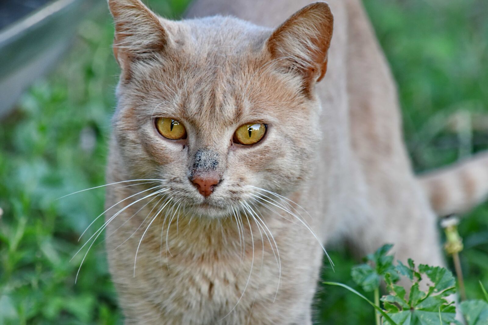 Nikon D5500 sample photo. Domestic cat, eyes, light photography