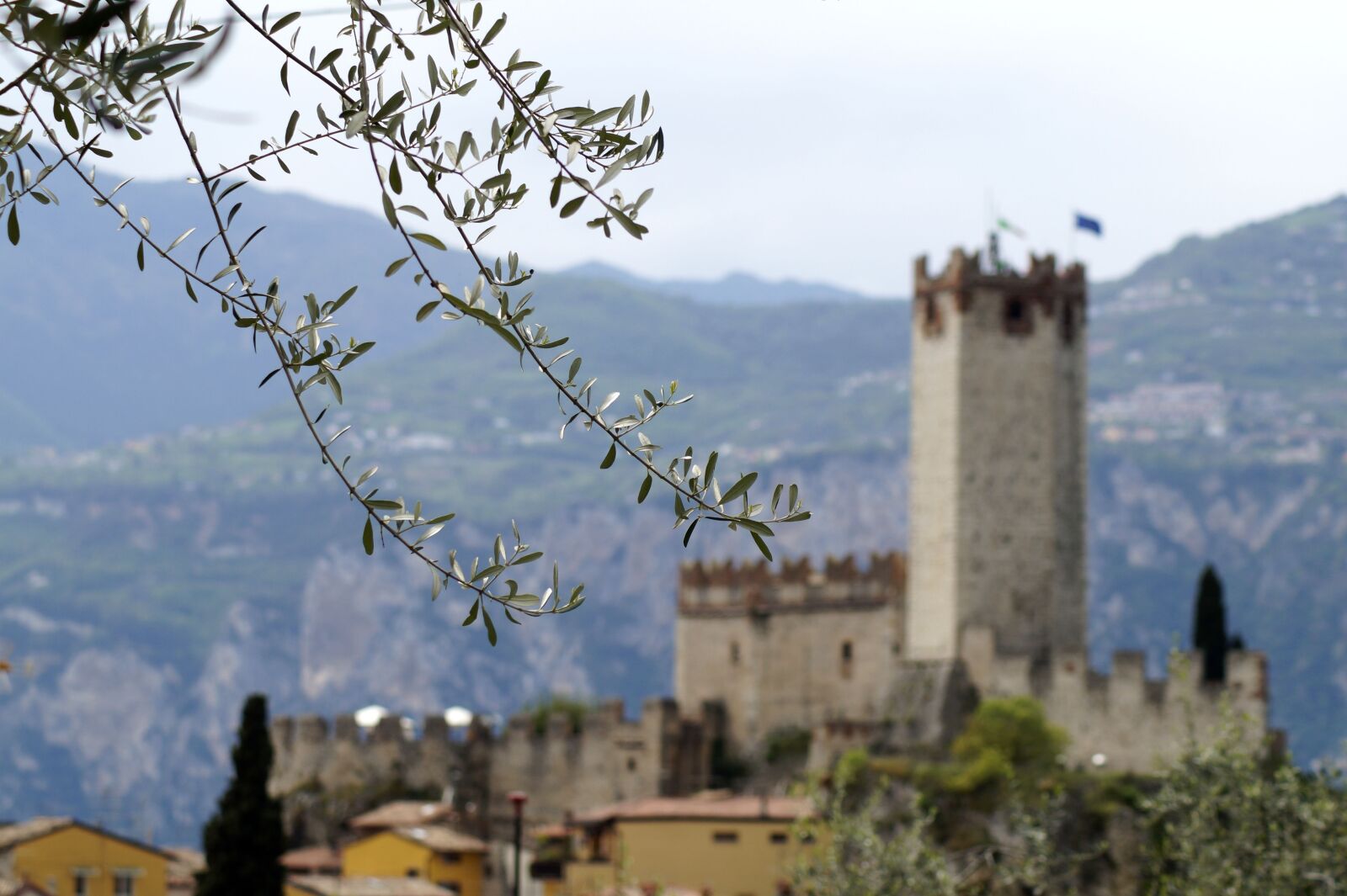 Sony SLT-A58 sample photo. Olive branch, italy, malcesine photography
