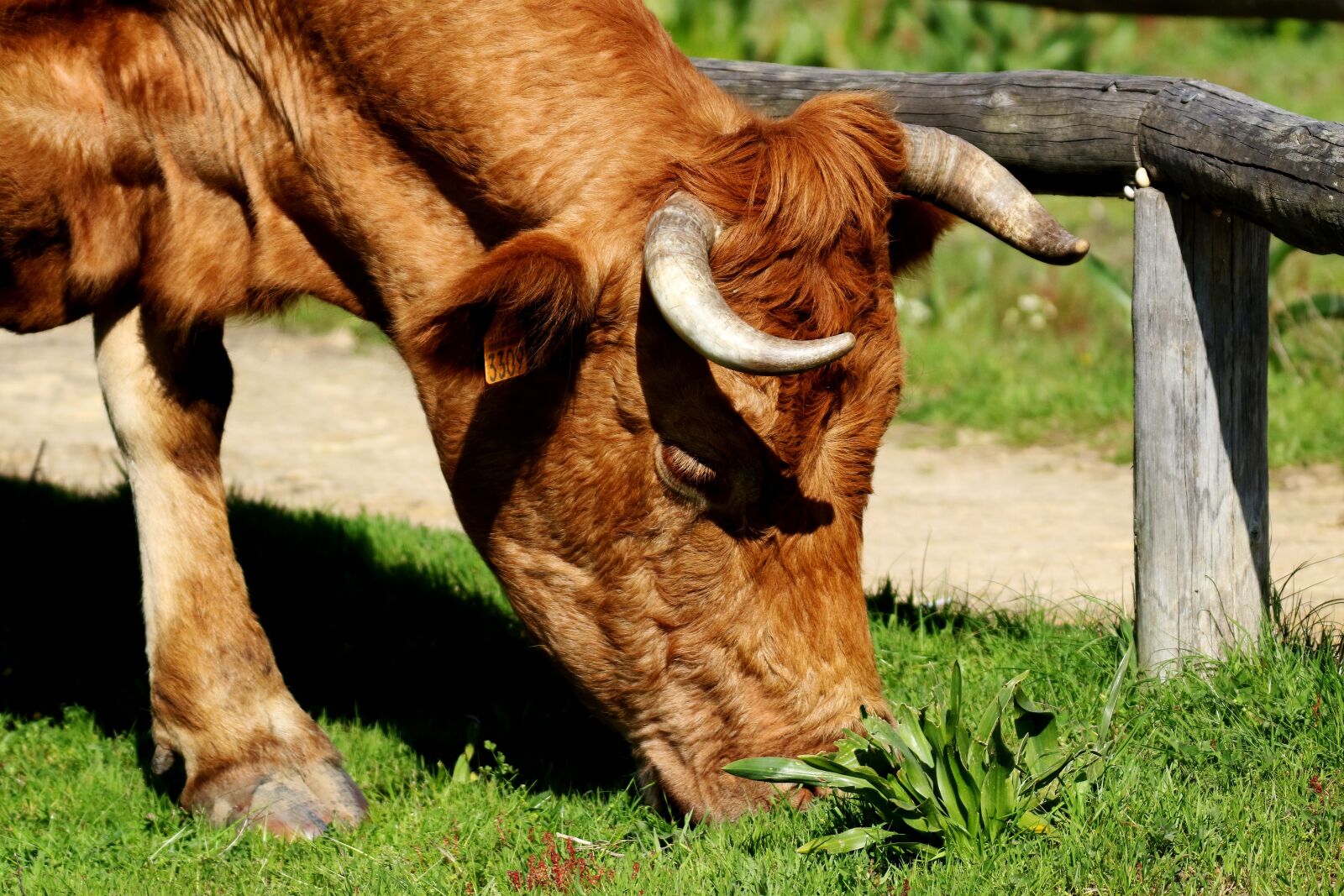 Canon EOS 7D Mark II sample photo. Cattle, horns, rocio spain photography