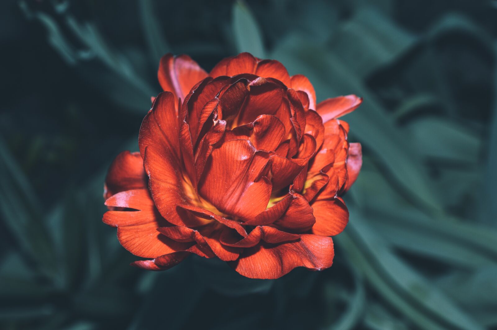 Nikon D3200 sample photo. Flower, red flower, beautiful photography