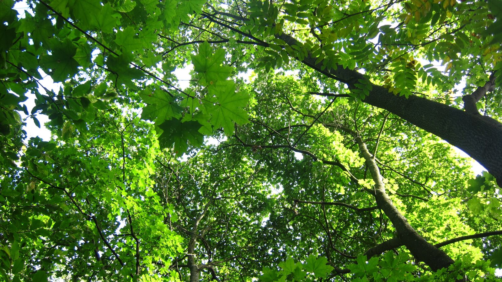 Canon PowerShot S90 sample photo. Tree-tops, deciduous trees, greenery photography