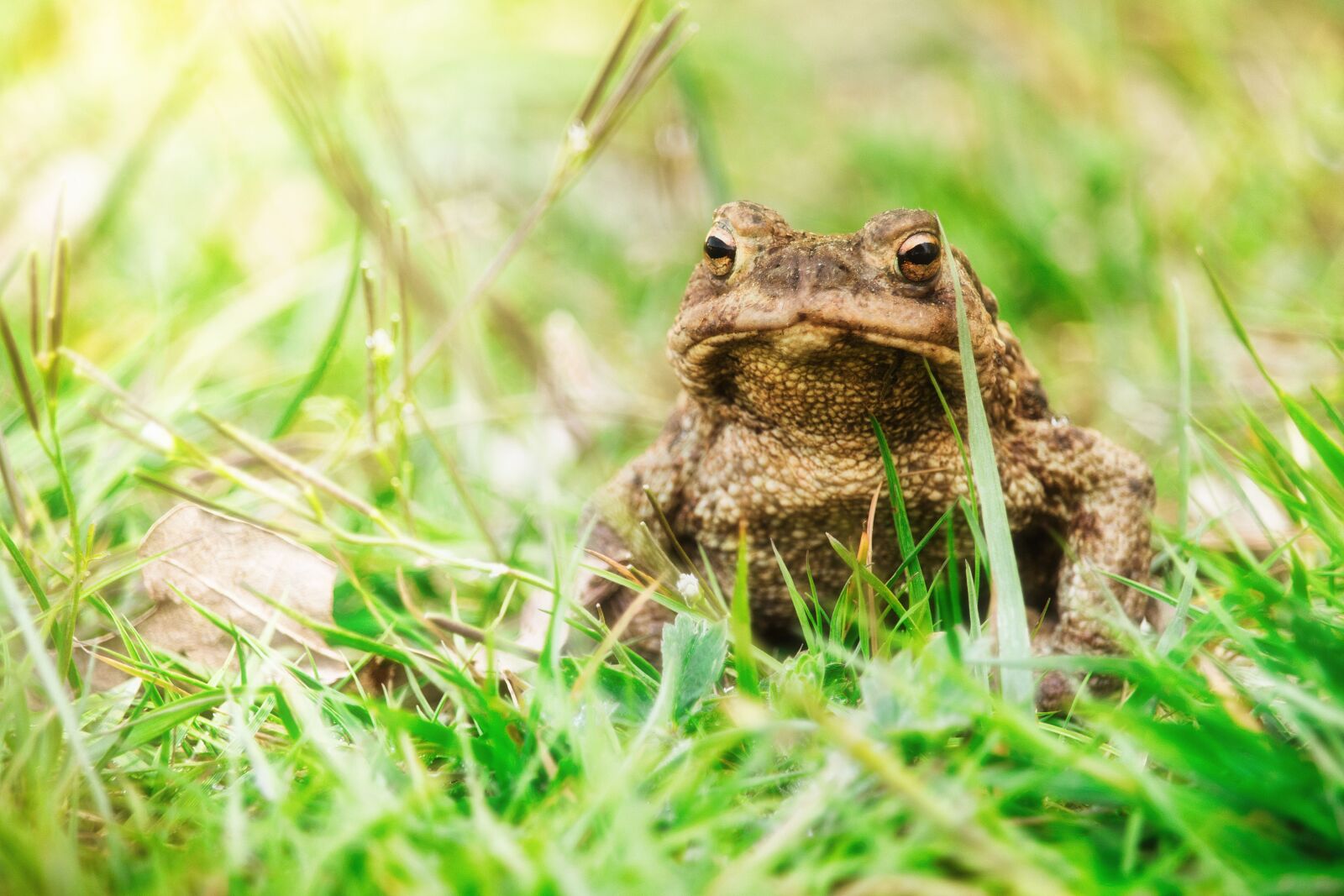 Canon EOS 80D sample photo. Common toad, toad, animal photography