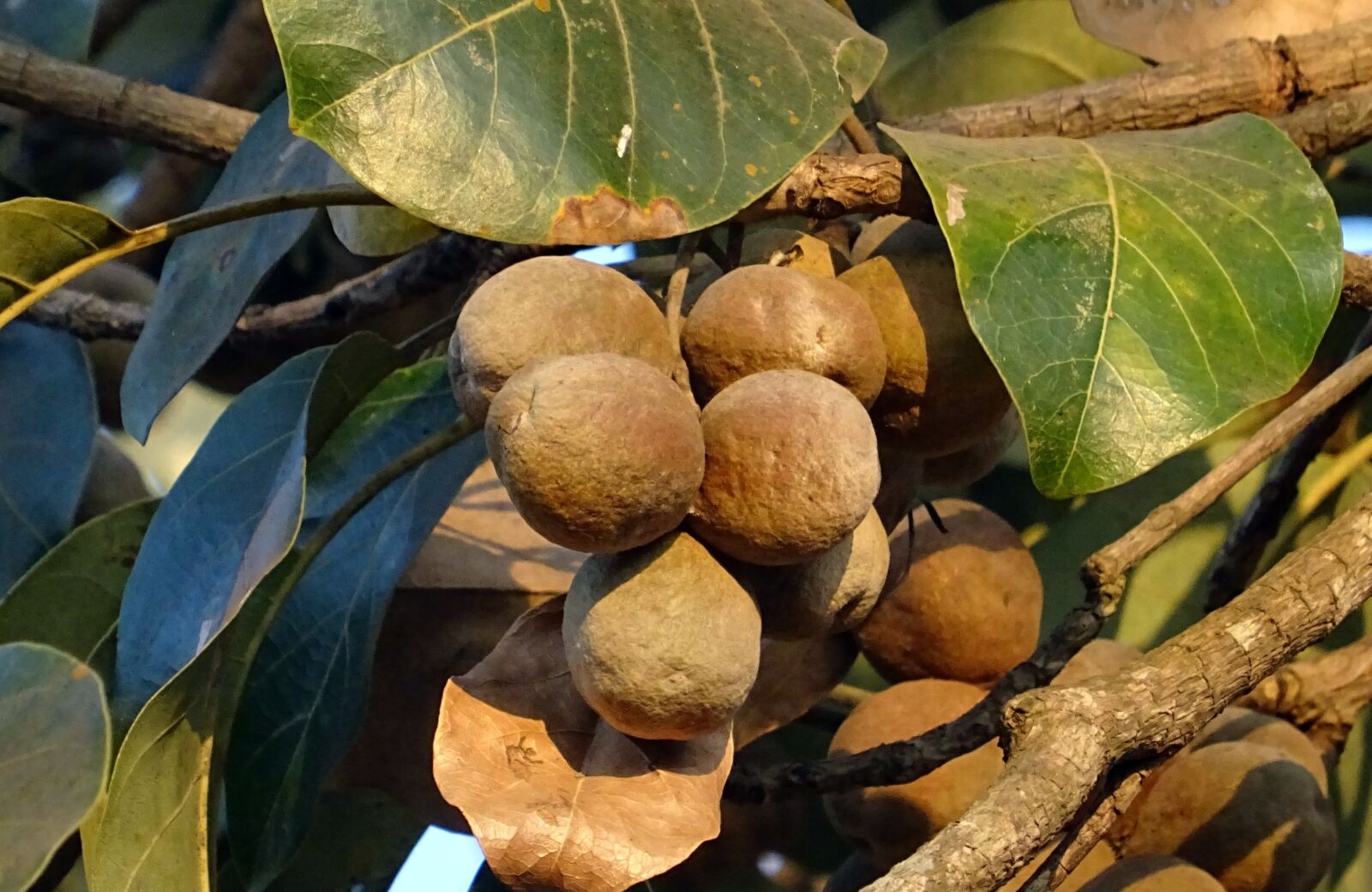 Sony DSC-HX60V sample photo. Fruit, nut, terminalia bellirica photography
