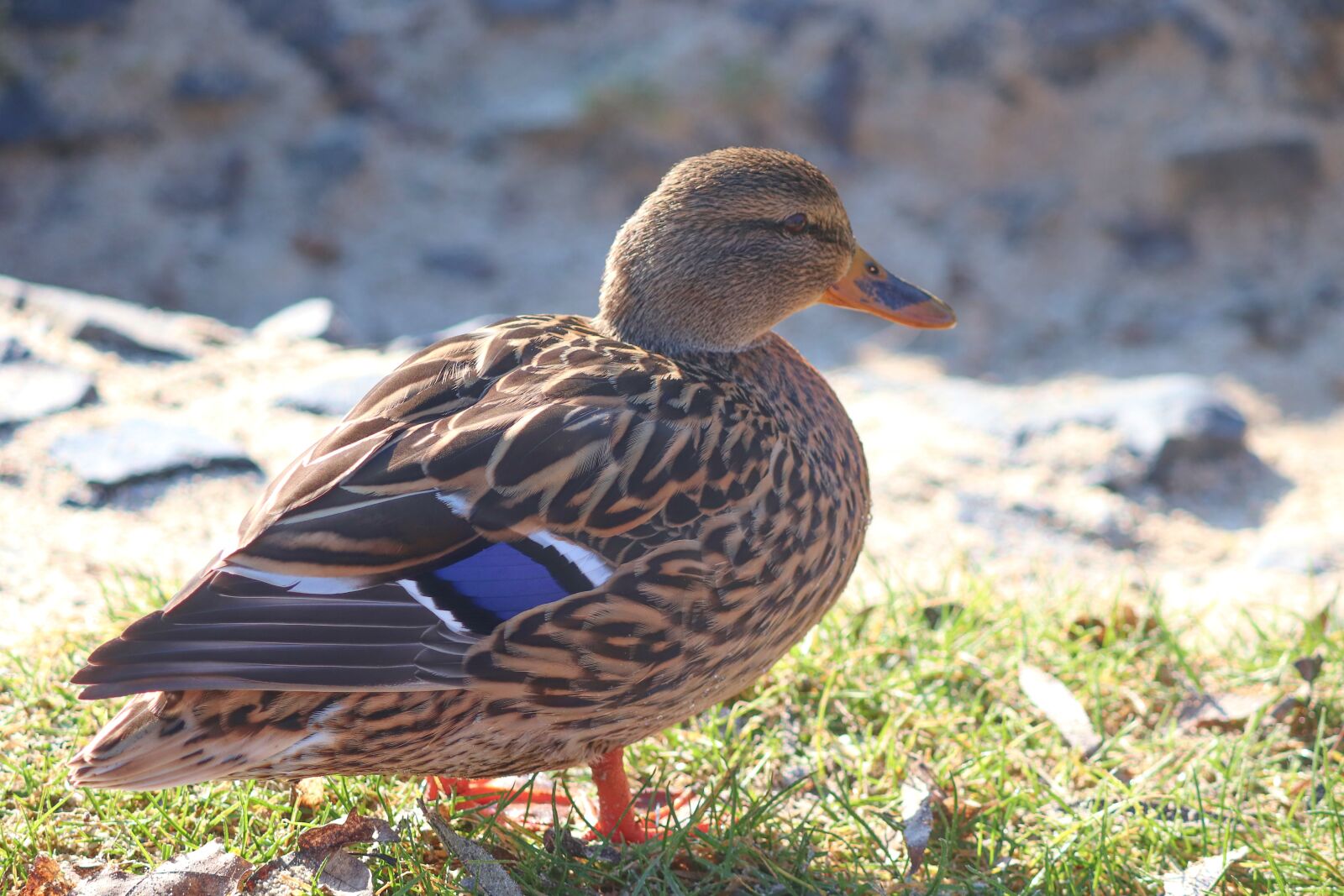 Canon EOS 200D (EOS Rebel SL2 / EOS Kiss X9) sample photo. Duck, mallard, female photography
