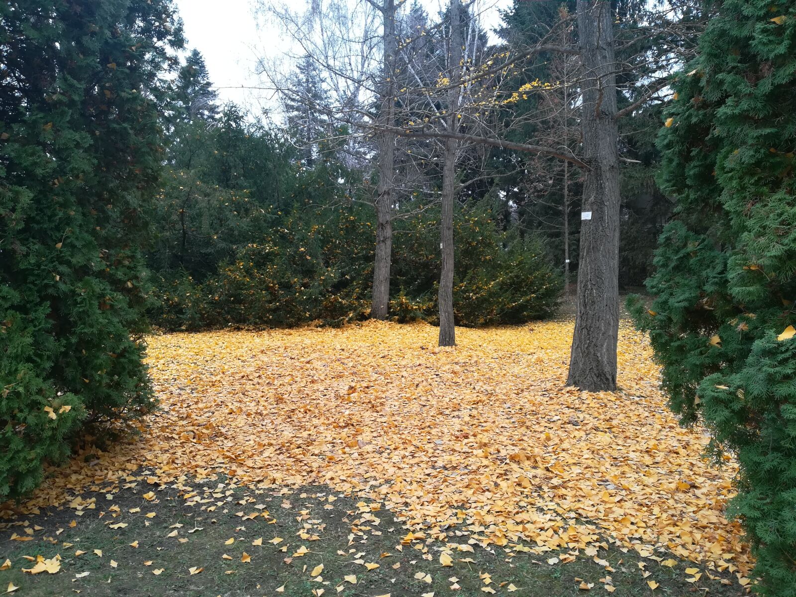 HUAWEI P10 lite sample photo. Forest, fall, yellow photography