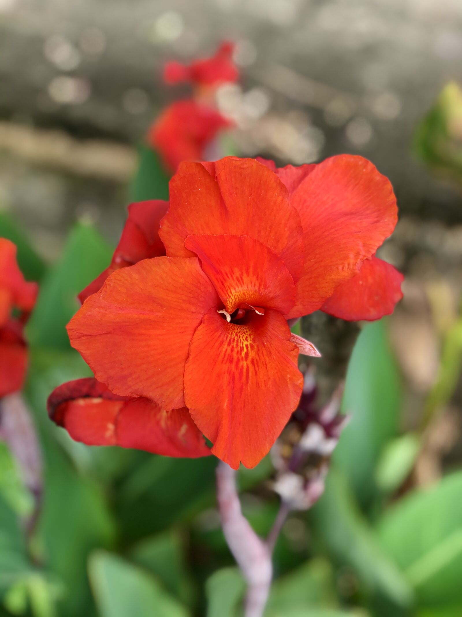 iPhone X back dual camera 6mm f/2.4 sample photo. Flower, petals, floral photography